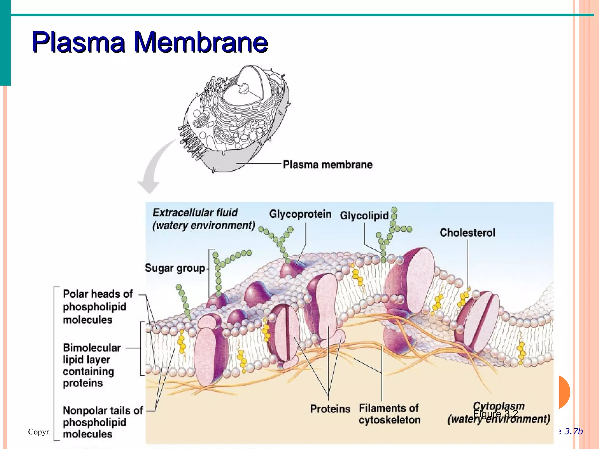 Plasma Membrane




                                                                           Figure 3.2
Copyright © 2003 Pearson Education, Inc. publishing as Benjamin Cummings                Slide 3.7b
 