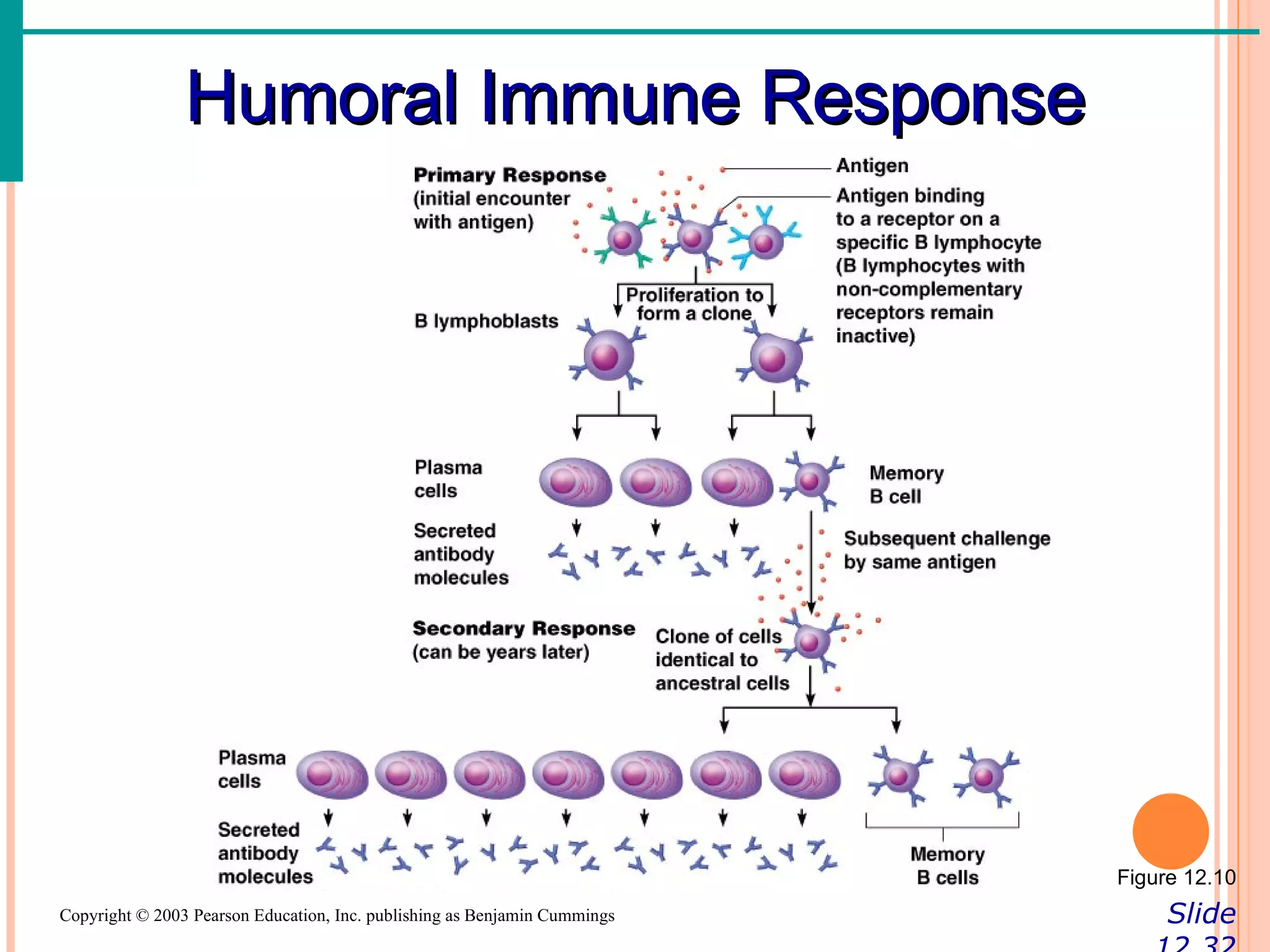 Humoral Immune Response




                                                                           Figure 12.10
Copyright © 2003 Pearson Education, Inc. publishing as Benjamin Cummings        Slide
 
