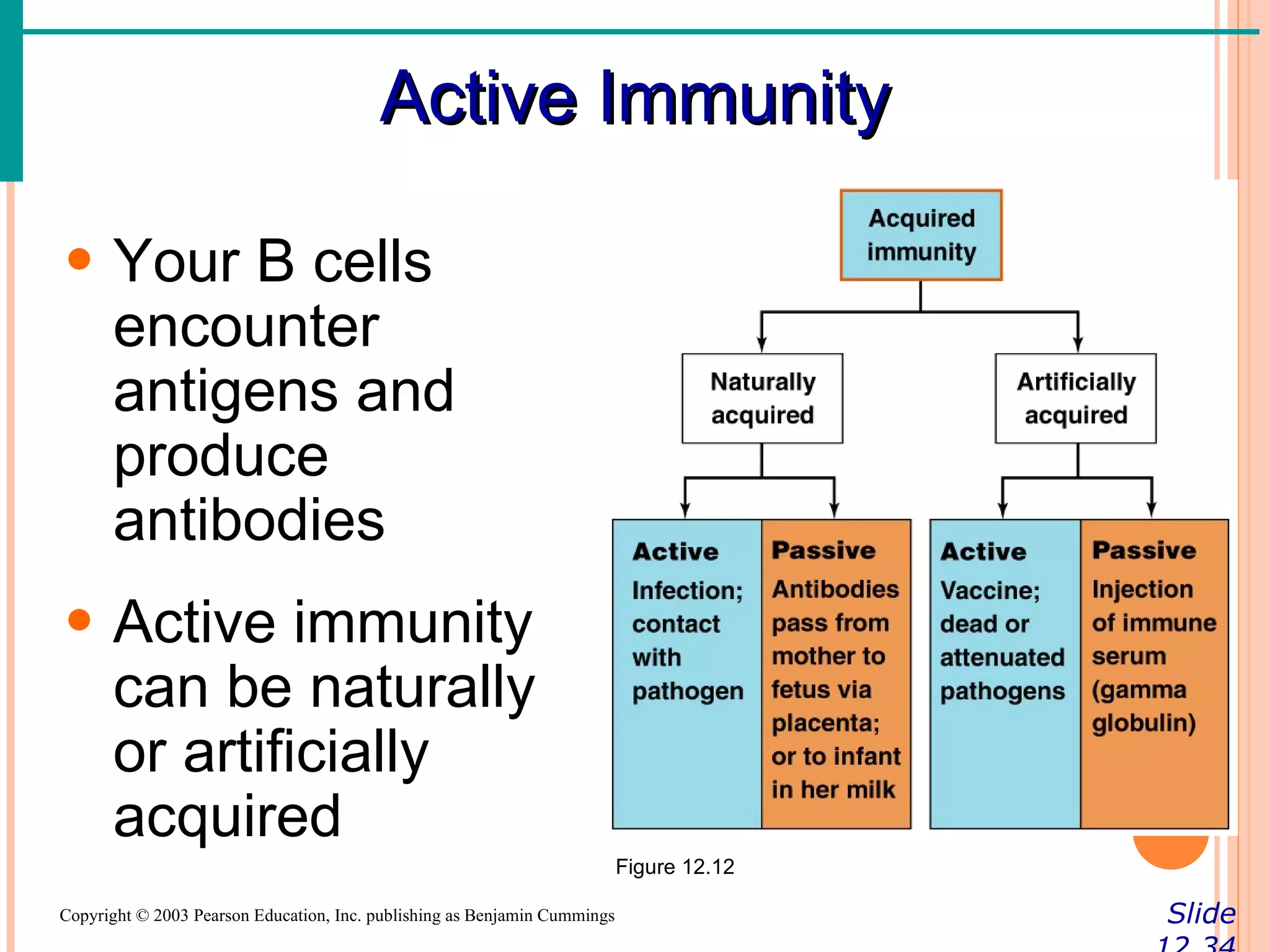 Active Immunity

• Your B cells
  encounter
  antigens and
  produce
  antibodies
• Active immunity
  can be naturally
  or artificially
  acquired
                                                                           Figure 12.12

Copyright © 2003 Pearson Education, Inc. publishing as Benjamin Cummings                  Slide
 