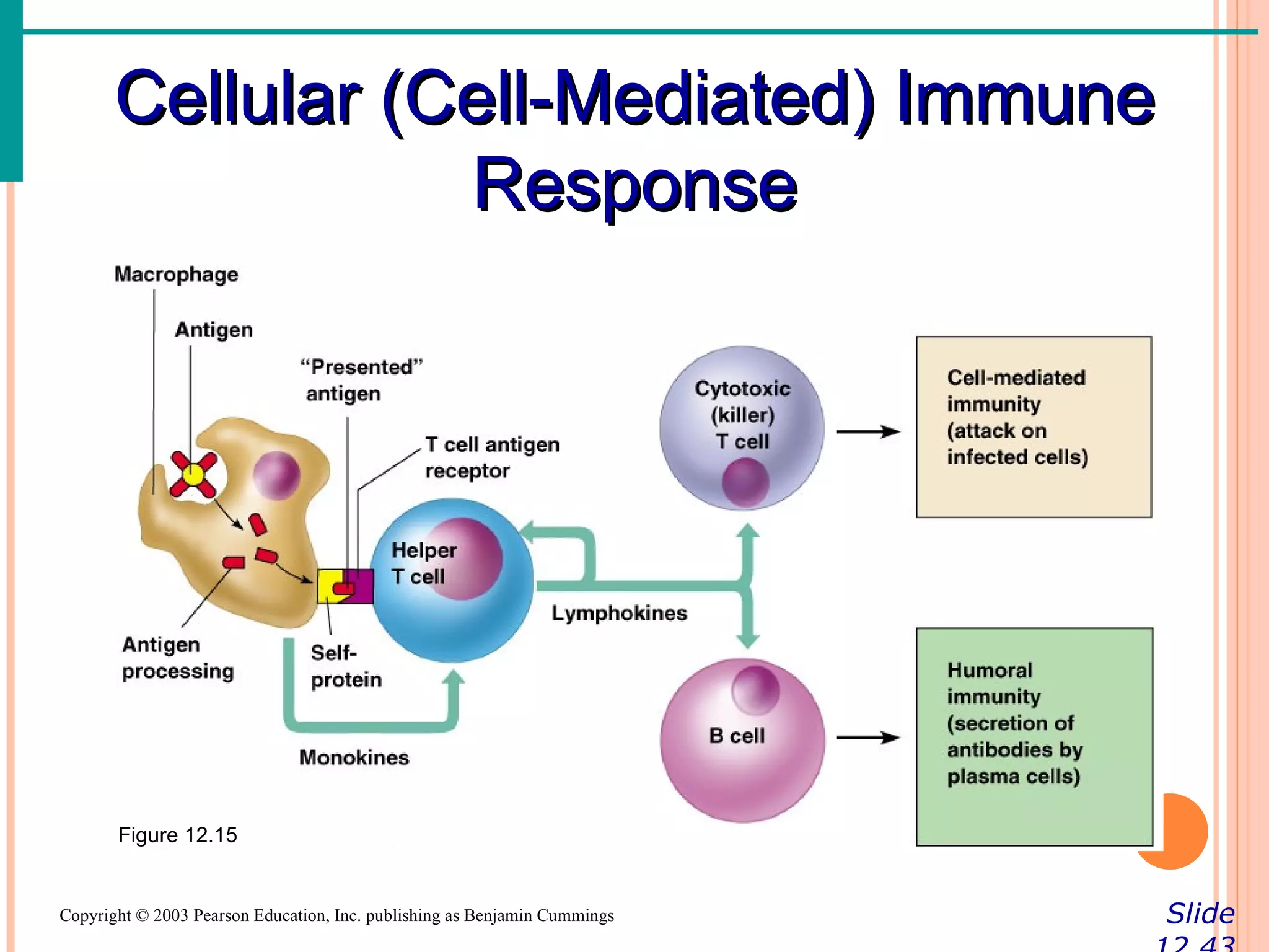 Cellular (Cell-Mediated) Immune
                  Response




       Figure 12.15


Copyright © 2003 Pearson Education, Inc. publishing as Benjamin Cummings   Slide
 
