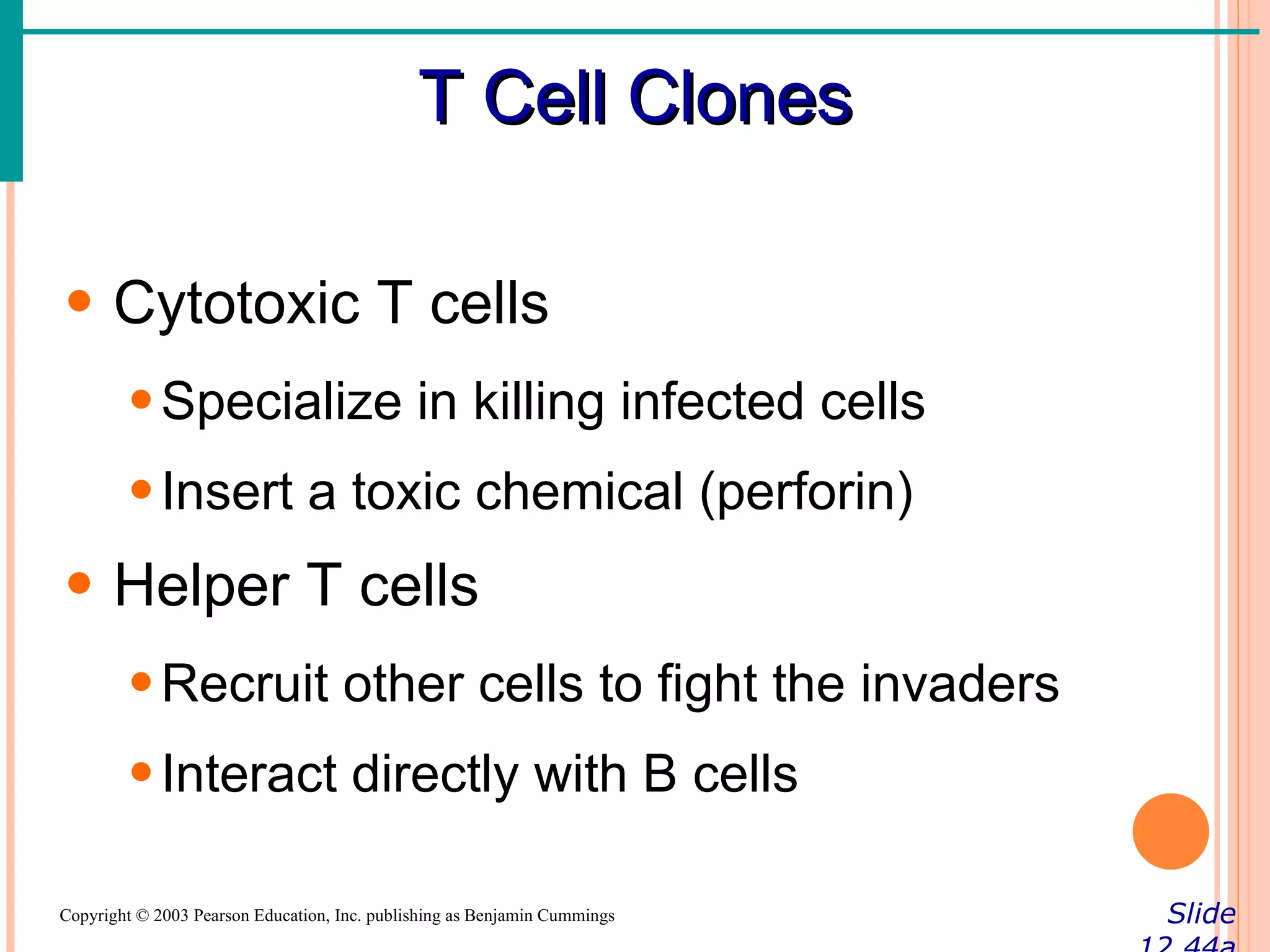 T Cell Clones

• Cytotoxic T cells
        • Specialize in killing infected cells
        • Insert a toxic chemical (perforin)
• Helper T cells
        • Recruit other cells to fight the invaders
        • Interact directly with B cells

Copyright © 2003 Pearson Education, Inc. publishing as Benjamin Cummings   Slide
 