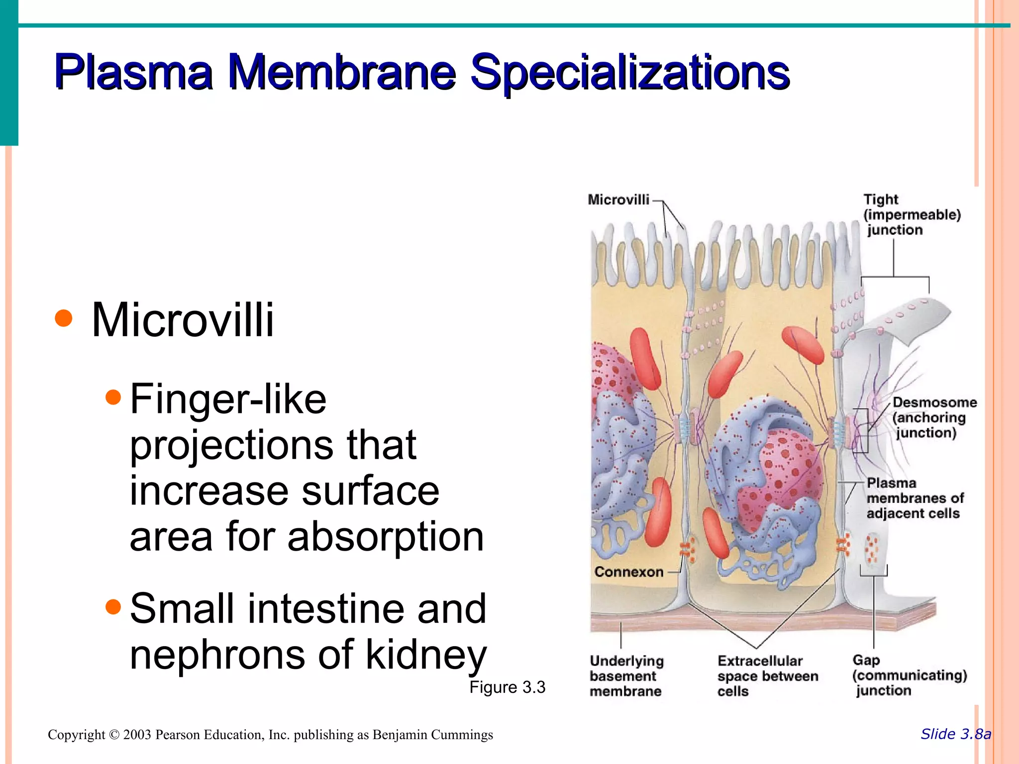 Plasma Membrane Specializations




• Microvilli
        • Finger-like
          projections that
          increase surface
          area for absorption
        • Small intestine and
          nephrons of kidney
                                                                    Figure 3.3

Copyright © 2003 Pearson Education, Inc. publishing as Benjamin Cummings         Slide 3.8a
 