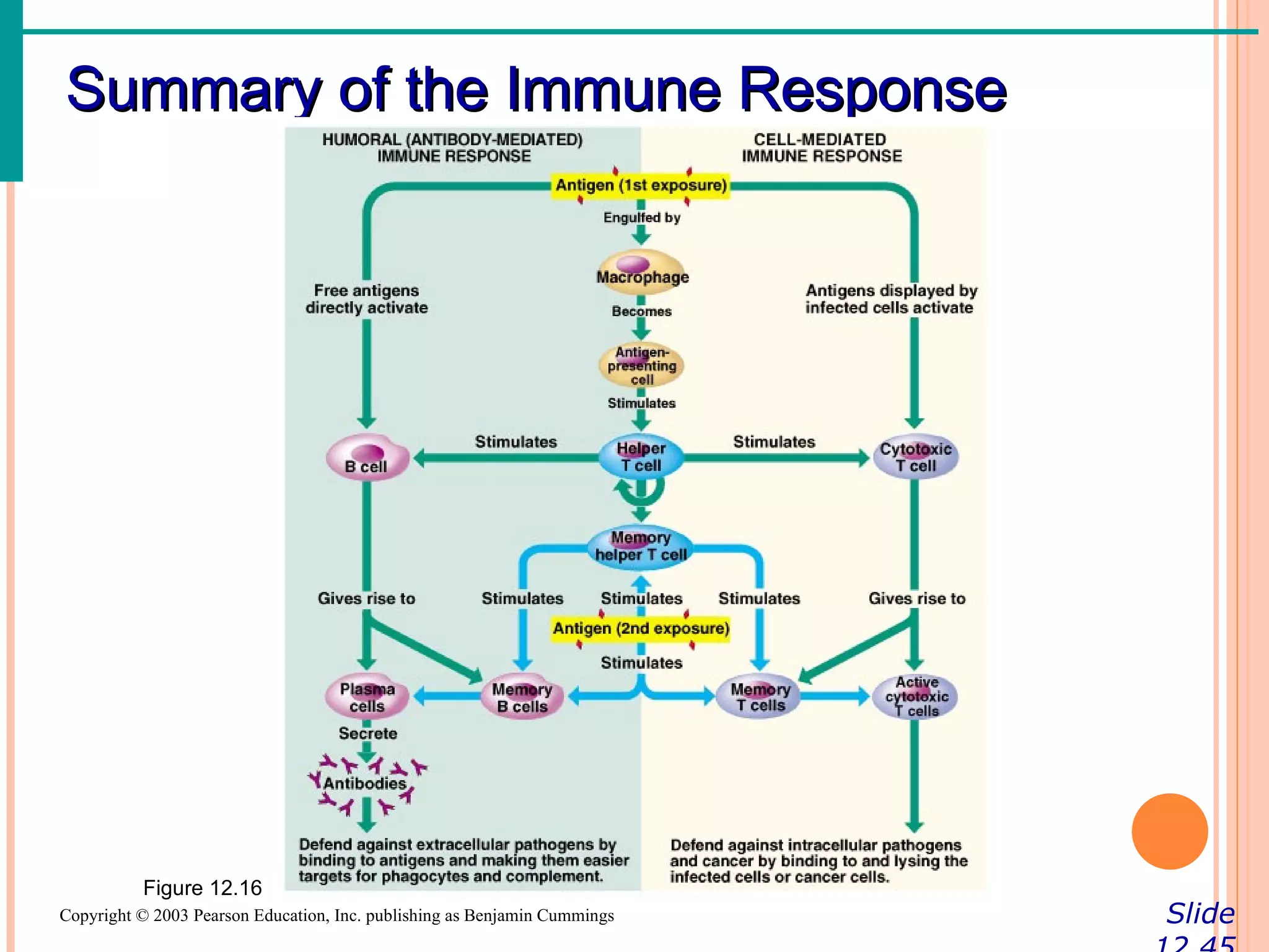 Summary of the Immune Response




          Figure 12.16
Copyright © 2003 Pearson Education, Inc. publishing as Benjamin Cummings   Slide
 