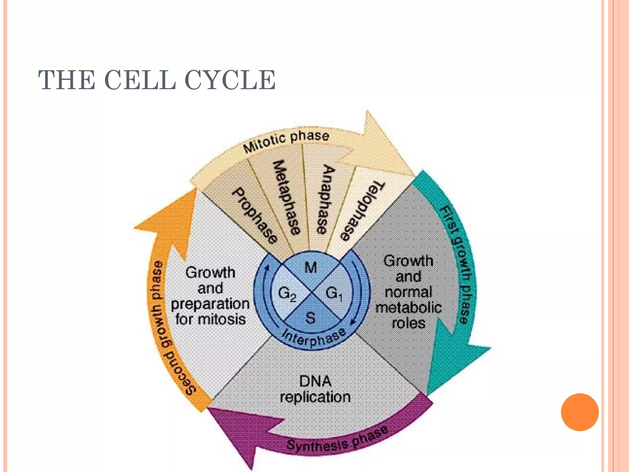 THE CELL CYCLE
 