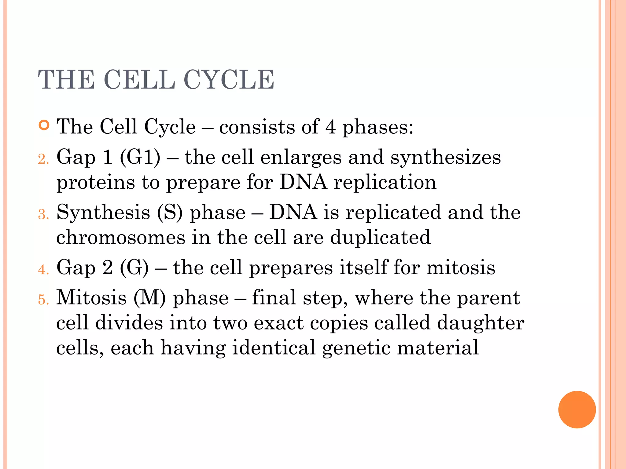 THE CELL CYCLE
    The Cell Cycle – consists of 4 phases:
2.   Gap 1 (G1) – the cell enlarges and synthesizes
     proteins to prepare for DNA replication
3.   Synthesis (S) phase – DNA is replicated and the
     chromosomes in the cell are duplicated
4.   Gap 2 (G) – the cell prepares itself for mitosis
5.   Mitosis (M) phase – final step, where the parent
     cell divides into two exact copies called daughter
     cells, each having identical genetic material
 