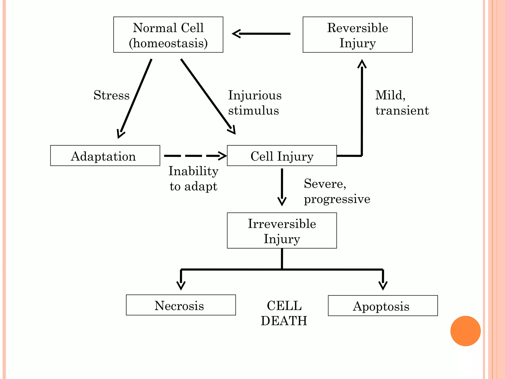 Normal Cell                         Reversible
        (homeostasis)                         Injury



   Stress                  Injurious                 Mild,
                           stimulus                  transient


Adaptation                    Cell Injury
               Inability
               to adapt                Severe,
                                       progressive
                              Irreversible
                                 Injury




             Necrosis            CELL            Apoptosis
                                DEATH
 