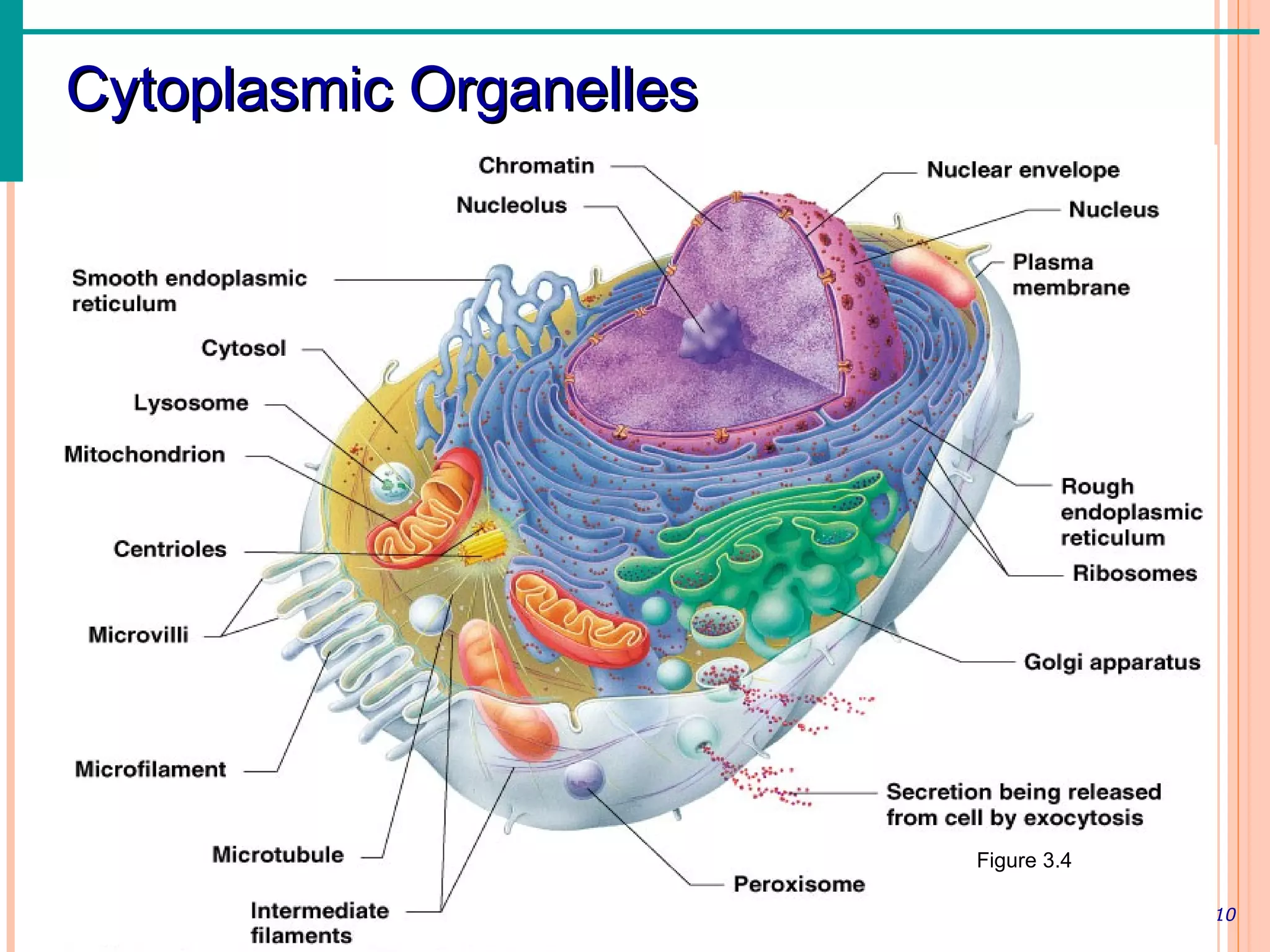 Cytoplasmic Organelles




                                                                           Figure 3.4

Copyright © 2003 Pearson Education, Inc. publishing as Benjamin Cummings                Slide 3.10
 