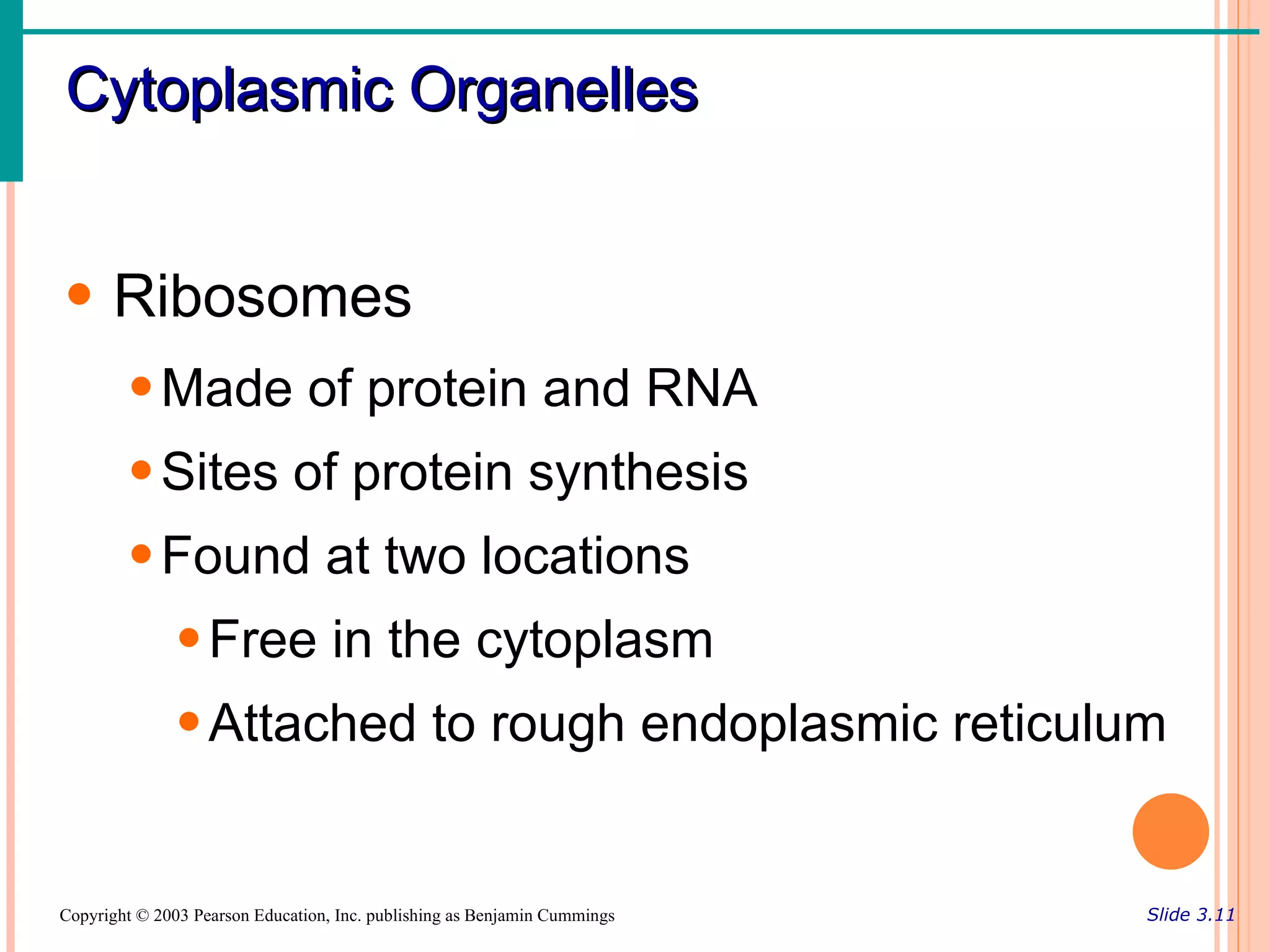 Cytoplasmic Organelles


• Ribosomes
        • Made of protein and RNA
        • Sites of protein synthesis
        • Found at two locations
               • Free in the cytoplasm
               • Attached to rough endoplasmic reticulum


Copyright © 2003 Pearson Education, Inc. publishing as Benjamin Cummings   Slide 3.11
 