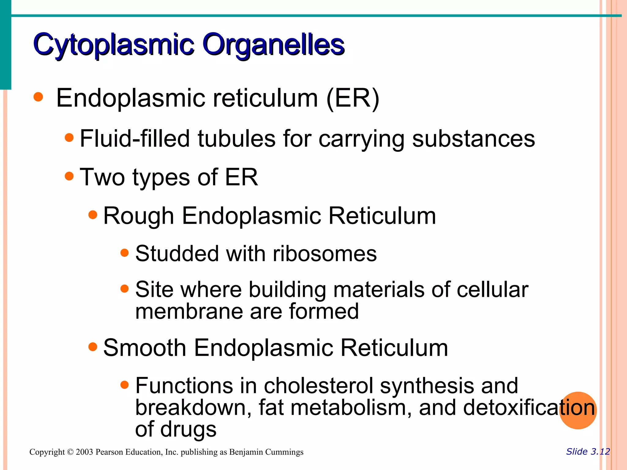 Cytoplasmic Organelles
• Endoplasmic reticulum (ER)
        • Fluid-filled tubules for carrying substances
        • Two types of ER
               • Rough Endoplasmic Reticulum
                       • Studded with ribosomes
                       • Site where building materials of cellular
                         membrane are formed
               • Smooth Endoplasmic Reticulum
                       • Functions in cholesterol synthesis and
                         breakdown, fat metabolism, and detoxification
                         of drugs
Copyright © 2003 Pearson Education, Inc. publishing as Benjamin Cummings   Slide 3.12
 