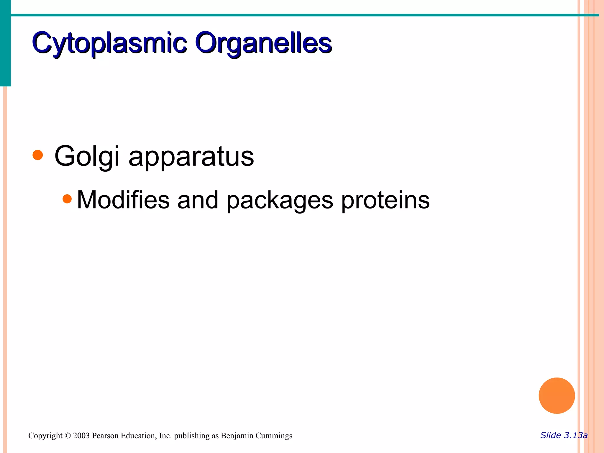 Cytoplasmic Organelles


• Golgi apparatus
        • Modifies and packages proteins




Copyright © 2003 Pearson Education, Inc. publishing as Benjamin Cummings   Slide 3.13a
 