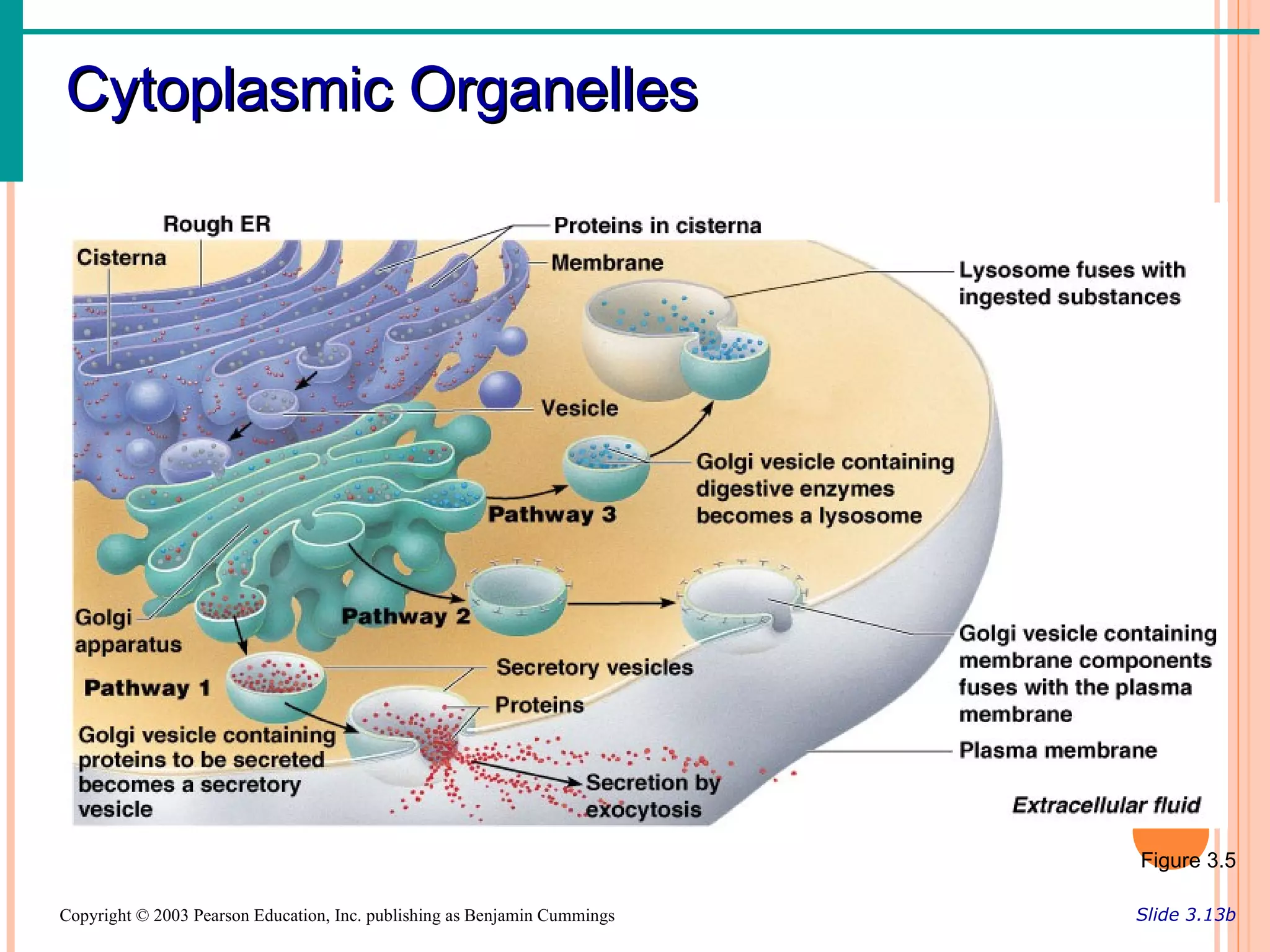 Cytoplasmic Organelles




                                                                           Figure 3.5

Copyright © 2003 Pearson Education, Inc. publishing as Benjamin Cummings   Slide 3.13b
 
