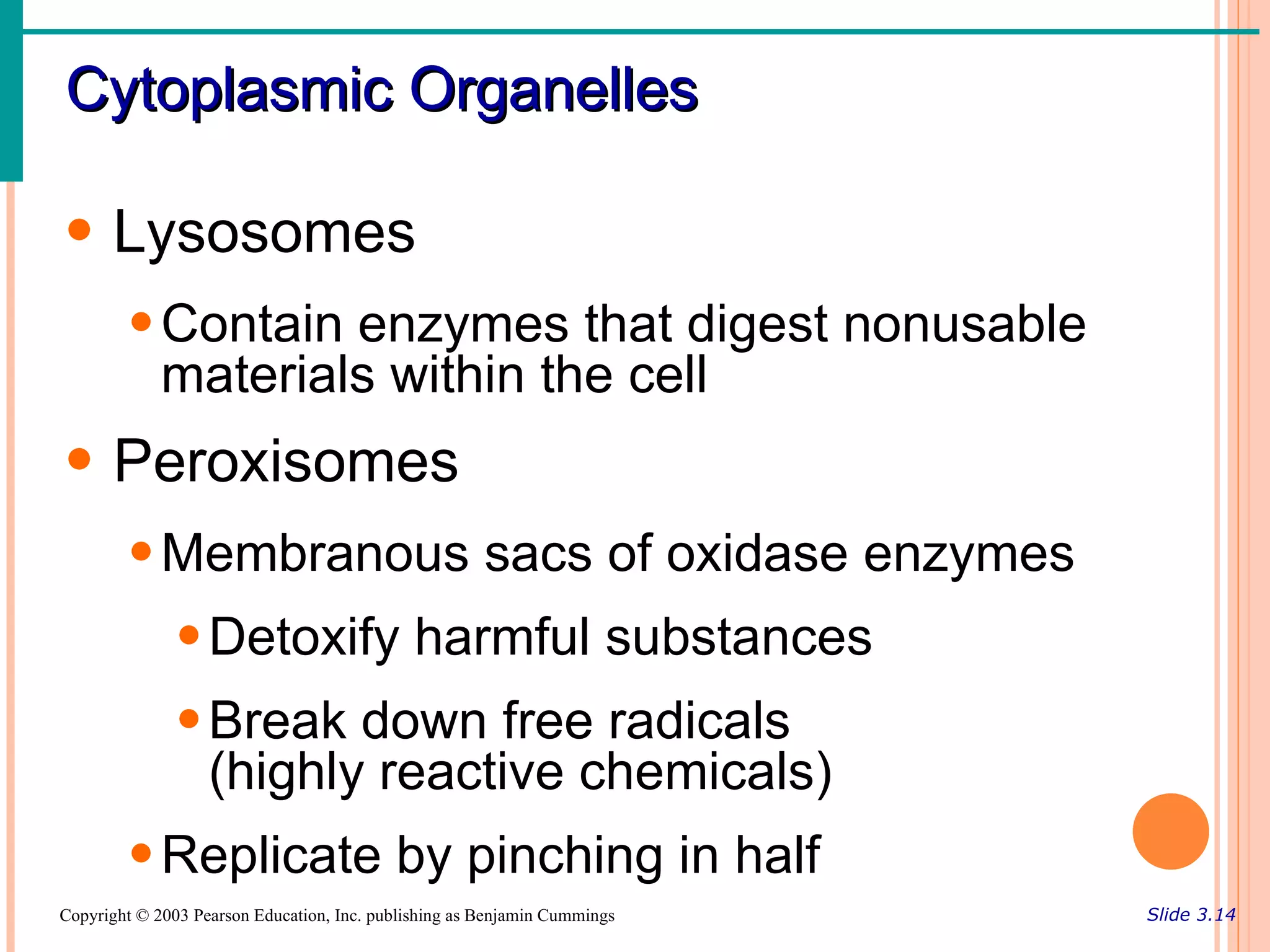 Cytoplasmic Organelles

• Lysosomes
        • Contain enzymes that digest nonusable
          materials within the cell
• Peroxisomes
        • Membranous sacs of oxidase enzymes
               • Detoxify harmful substances
               • Break down free radicals
                 (highly reactive chemicals)
        • Replicate by pinching in half
Copyright © 2003 Pearson Education, Inc. publishing as Benjamin Cummings   Slide 3.14
 