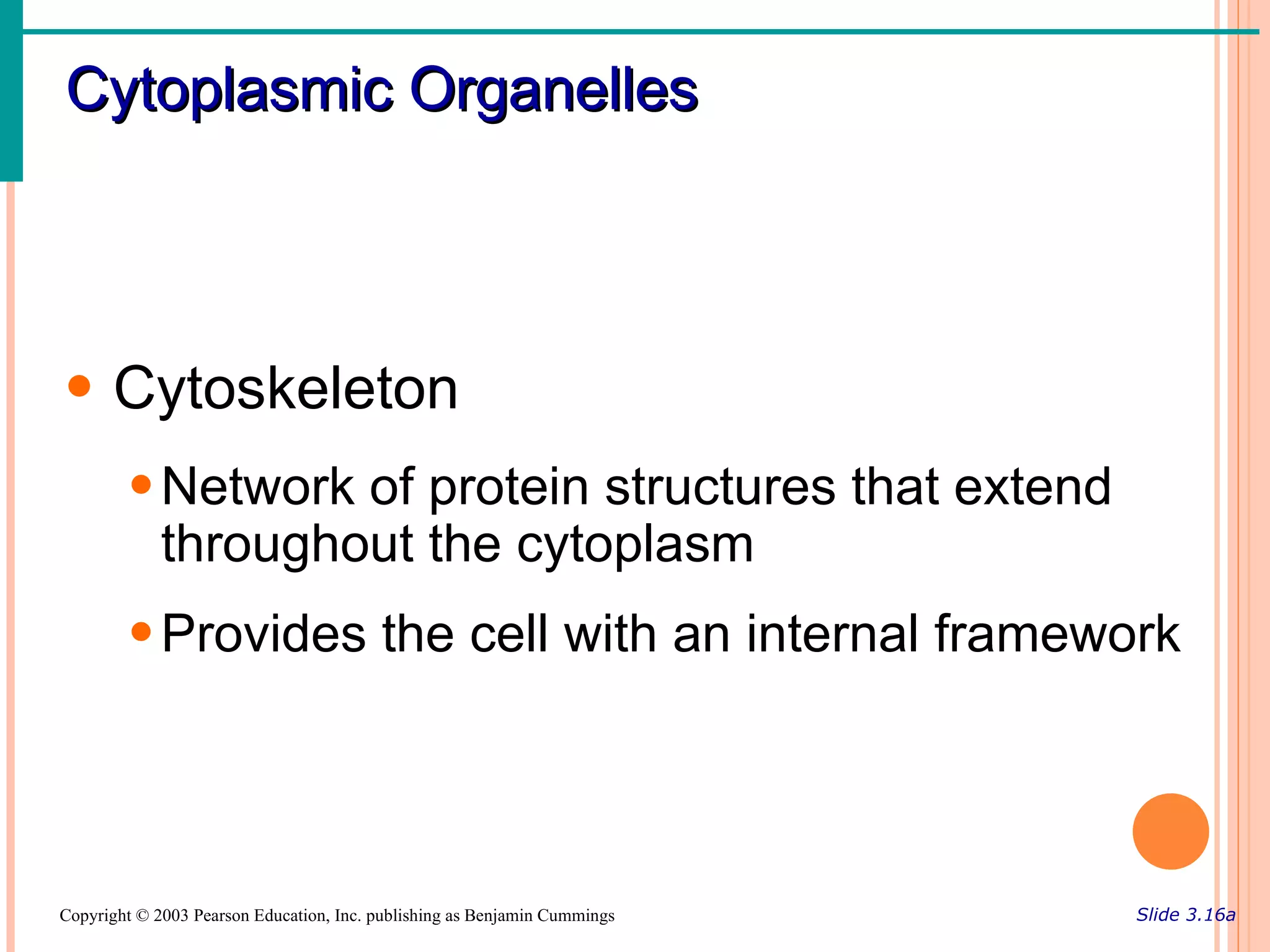 Cytoplasmic Organelles



• Cytoskeleton
        • Network of protein structures that extend
          throughout the cytoplasm
        • Provides the cell with an internal framework




Copyright © 2003 Pearson Education, Inc. publishing as Benjamin Cummings   Slide 3.16a
 