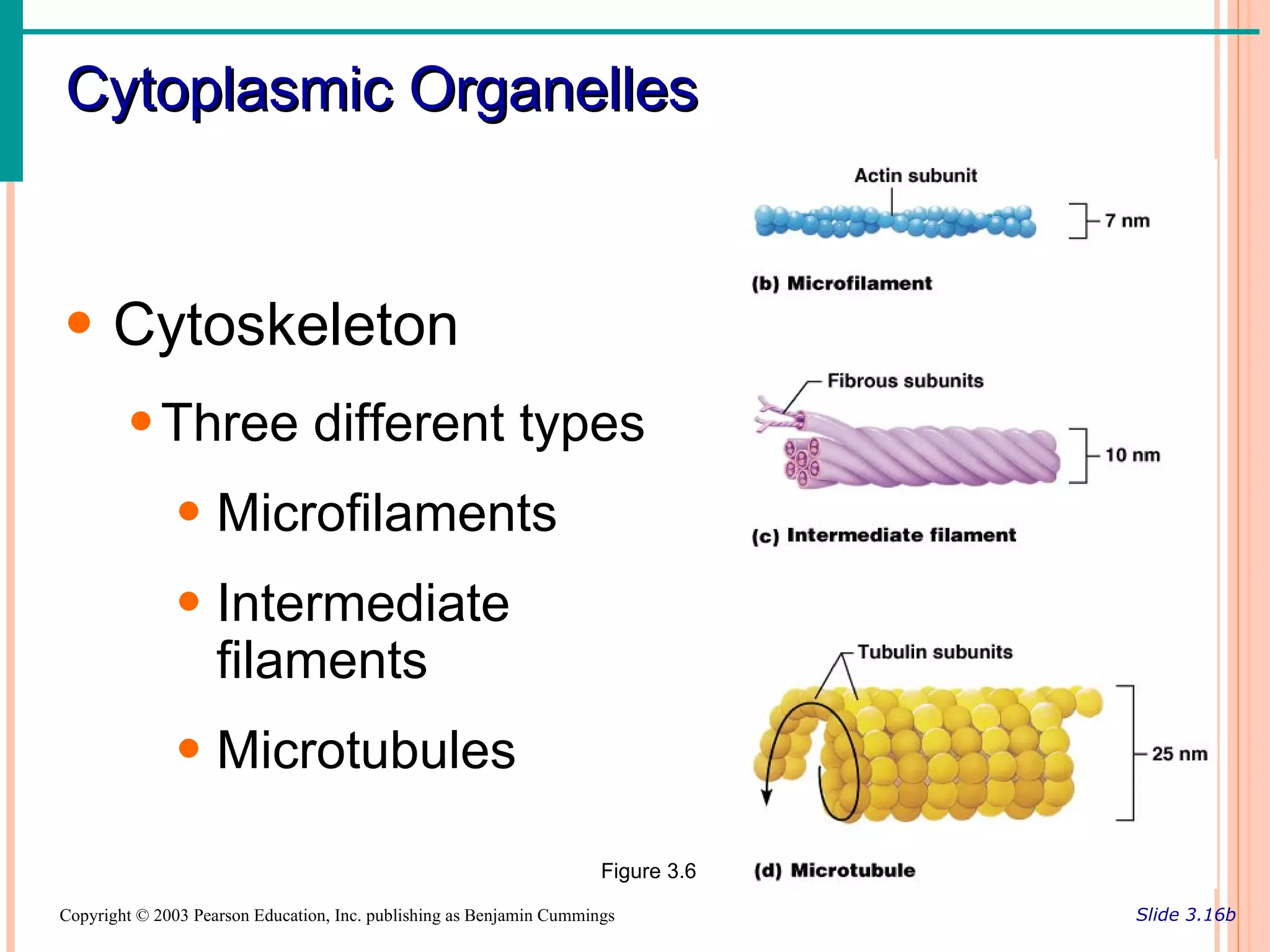 Cytoplasmic Organelles


• Cytoskeleton
        • Three different types
               • Microfilaments
               • Intermediate
                 filaments
               • Microtubules

                                                                      Figure 3.6

Copyright © 2003 Pearson Education, Inc. publishing as Benjamin Cummings           Slide 3.16b
 