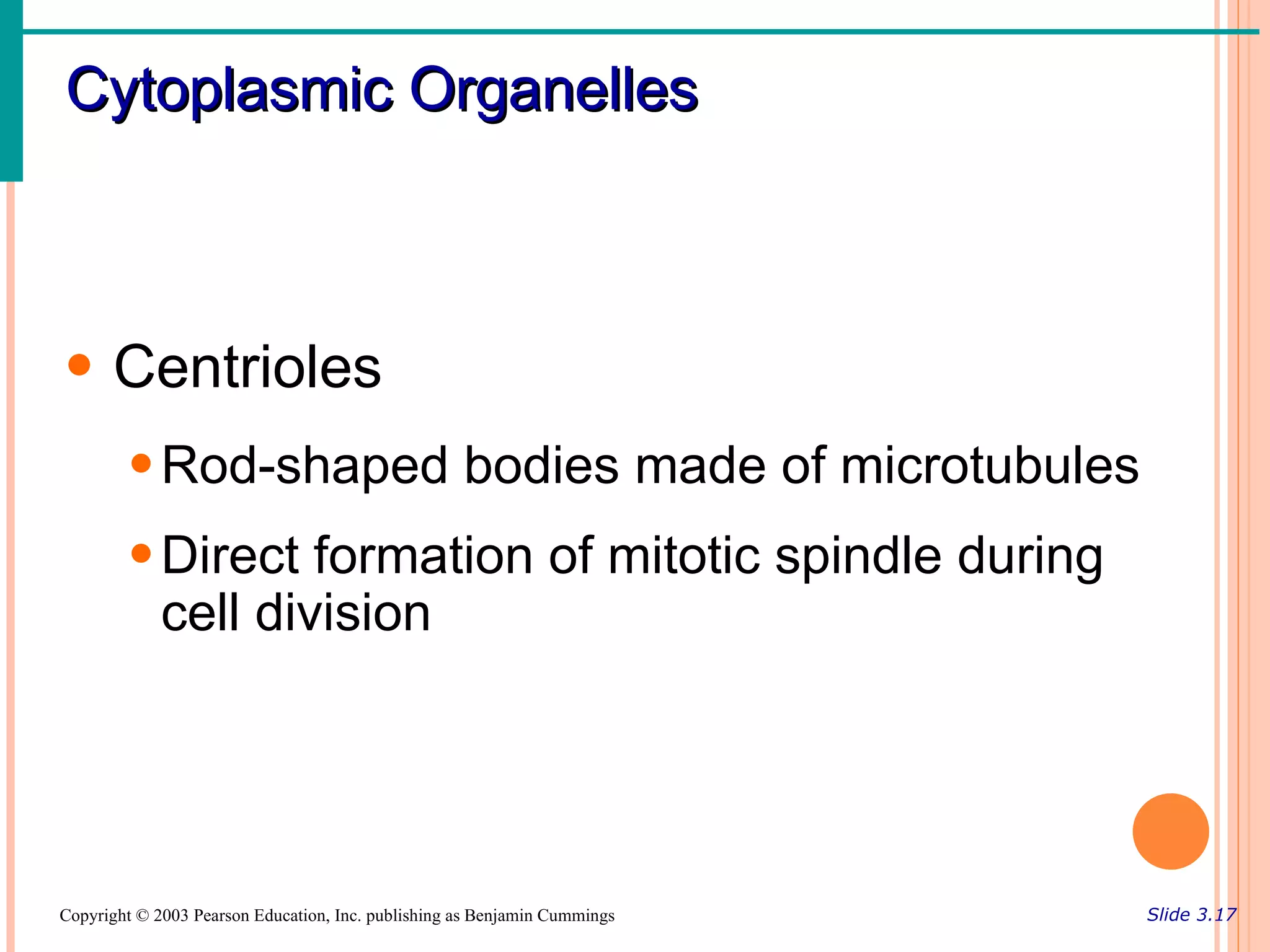 Cytoplasmic Organelles



• Centrioles
        • Rod-shaped bodies made of microtubules
        • Direct formation of mitotic spindle during
          cell division




Copyright © 2003 Pearson Education, Inc. publishing as Benjamin Cummings   Slide 3.17
 