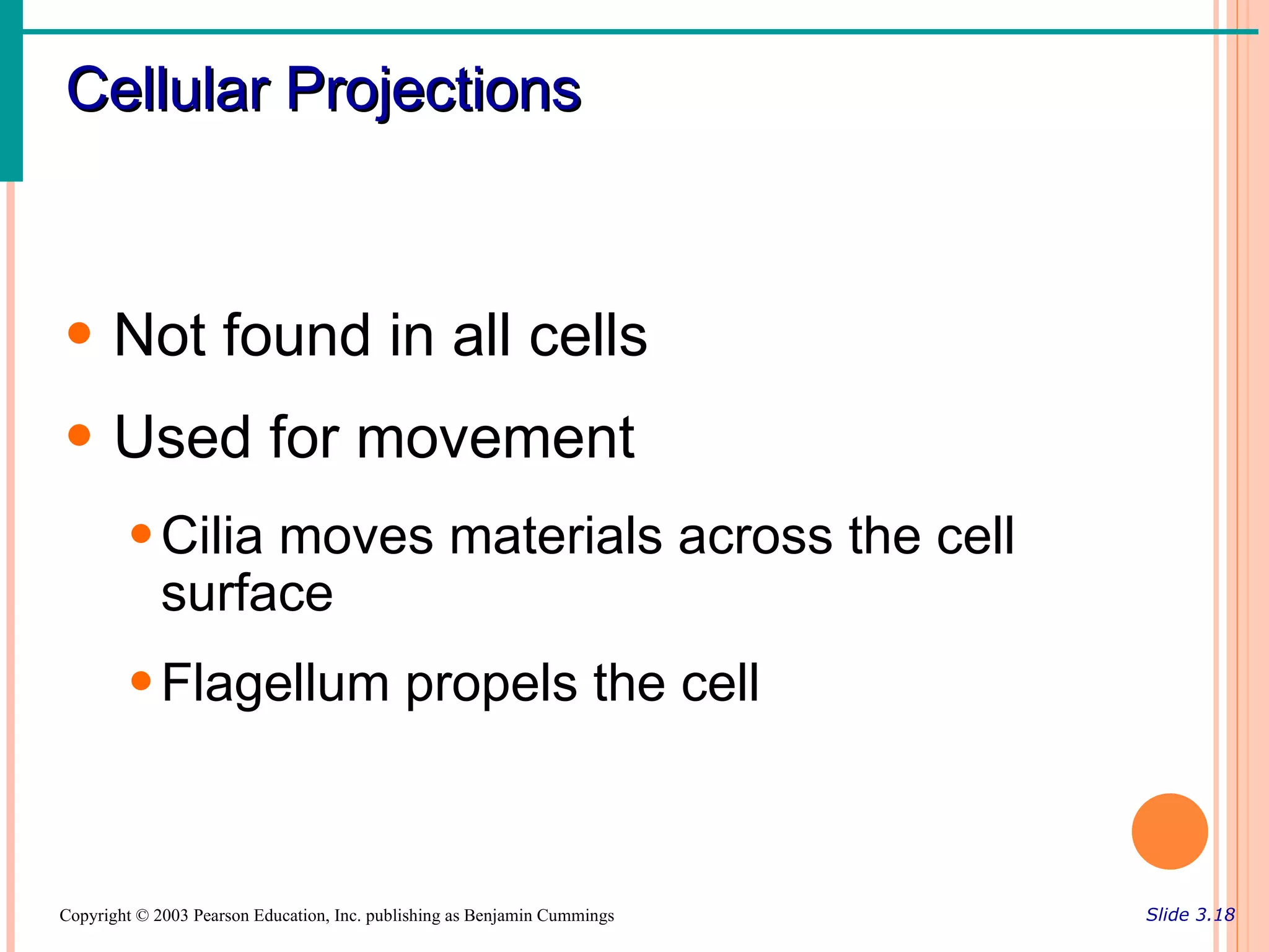 Cellular Projections



• Not found in all cells
• Used for movement
        • Cilia moves materials across the cell
          surface
        • Flagellum propels the cell



Copyright © 2003 Pearson Education, Inc. publishing as Benjamin Cummings   Slide 3.18
 