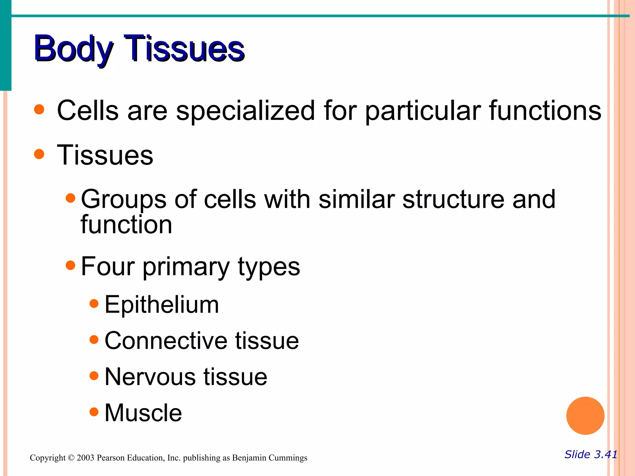 Body Tissues
• Cells are specialized for particular functions
• Tissues
        • Groups of cells with similar structure and
          function
        • Four primary types
               • Epithelium
               • Connective tissue
               • Nervous tissue
               • Muscle
Copyright © 2003 Pearson Education, Inc. publishing as Benjamin Cummings   Slide 3.41
 