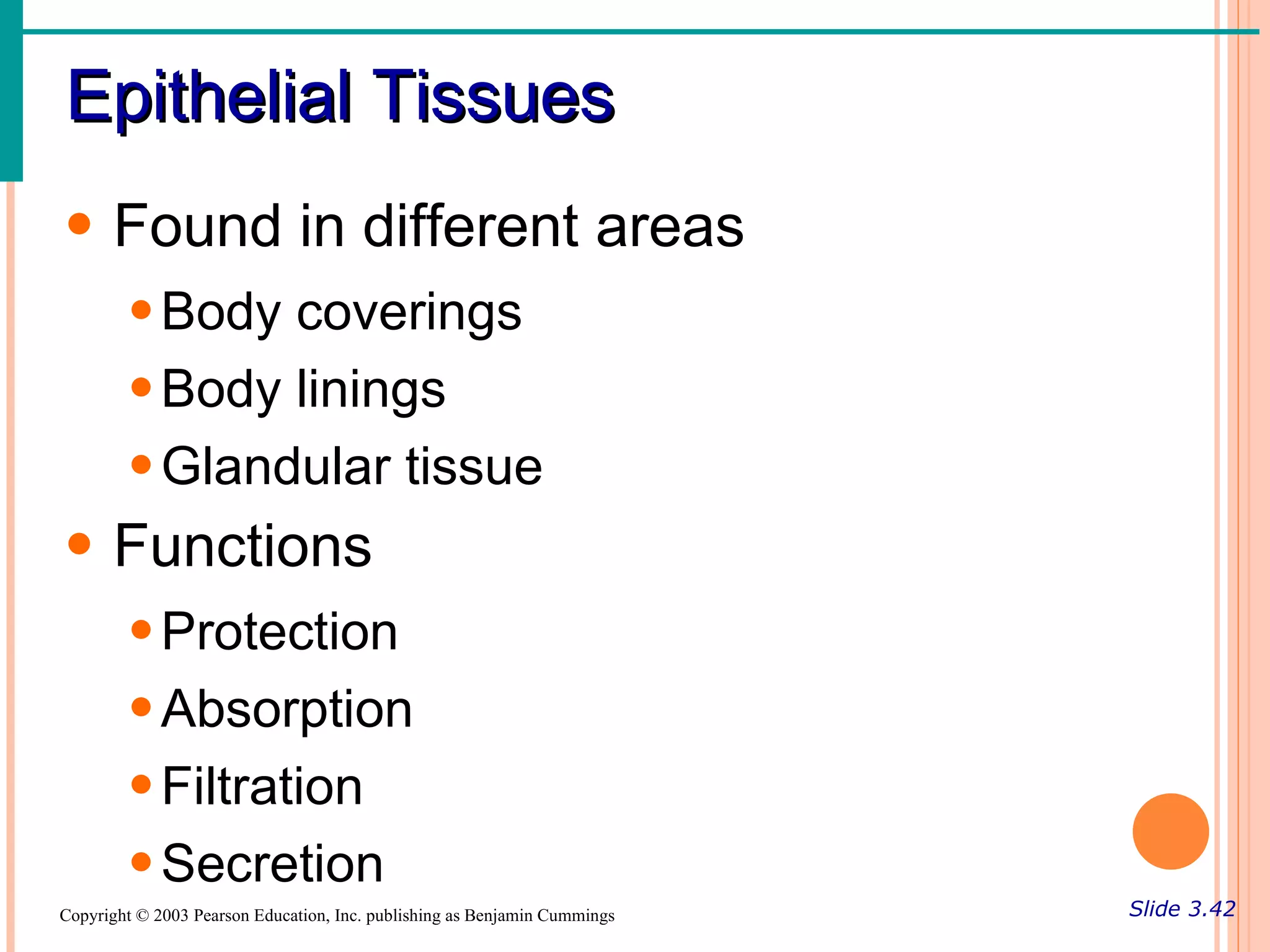 Epithelial Tissues
• Found in different areas
        • Body coverings
        • Body linings
        • Glandular tissue
• Functions
        • Protection
        • Absorption
        • Filtration
        • Secretion
Copyright © 2003 Pearson Education, Inc. publishing as Benjamin Cummings   Slide 3.42
 