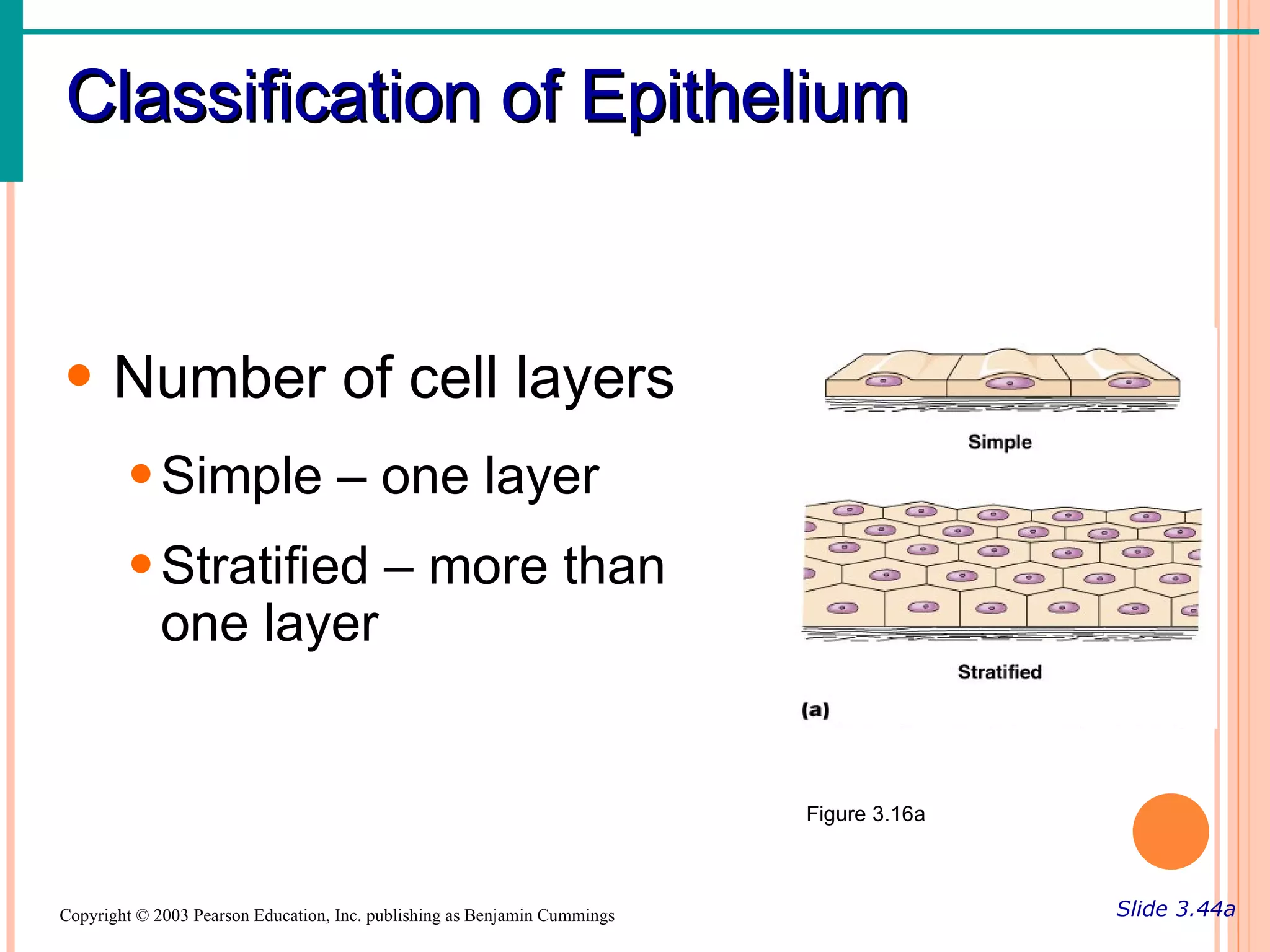 Classification of Epithelium


• Number of cell layers
        • Simple – one layer
        • Stratified – more than
          one layer


                                                                           Figure 3.16a



Copyright © 2003 Pearson Education, Inc. publishing as Benjamin Cummings                  Slide 3.44a
 