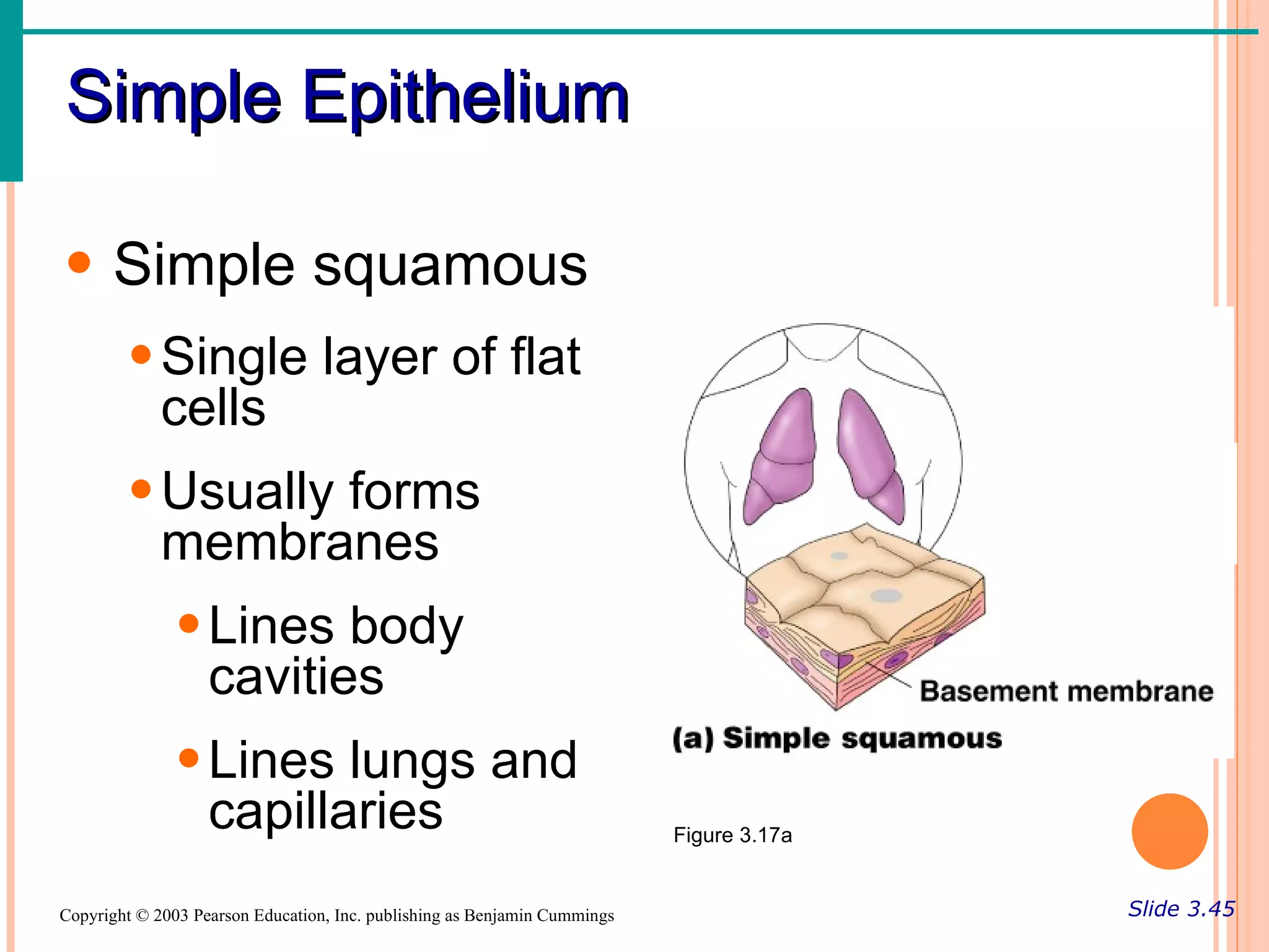 Simple Epithelium

• Simple squamous
        • Single layer of flat
          cells
        • Usually forms
          membranes
           • Lines body
             cavities
               • Lines lungs and
                 capillaries                                               Figure 3.17a


Copyright © 2003 Pearson Education, Inc. publishing as Benjamin Cummings                  Slide 3.45
 