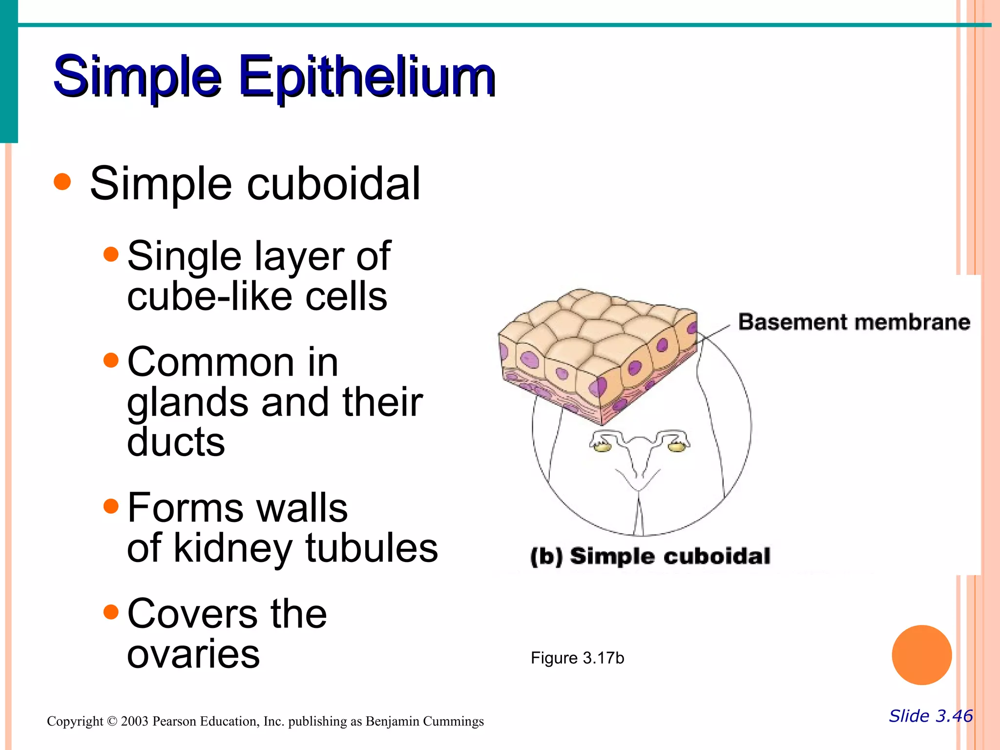 Simple Epithelium
• Simple cuboidal
        • Single layer of
          cube-like cells
        • Common in
          glands and their
          ducts
        • Forms walls
          of kidney tubules
        • Covers the
          ovaries                                                          Figure 3.17b


Copyright © 2003 Pearson Education, Inc. publishing as Benjamin Cummings                  Slide 3.46
 