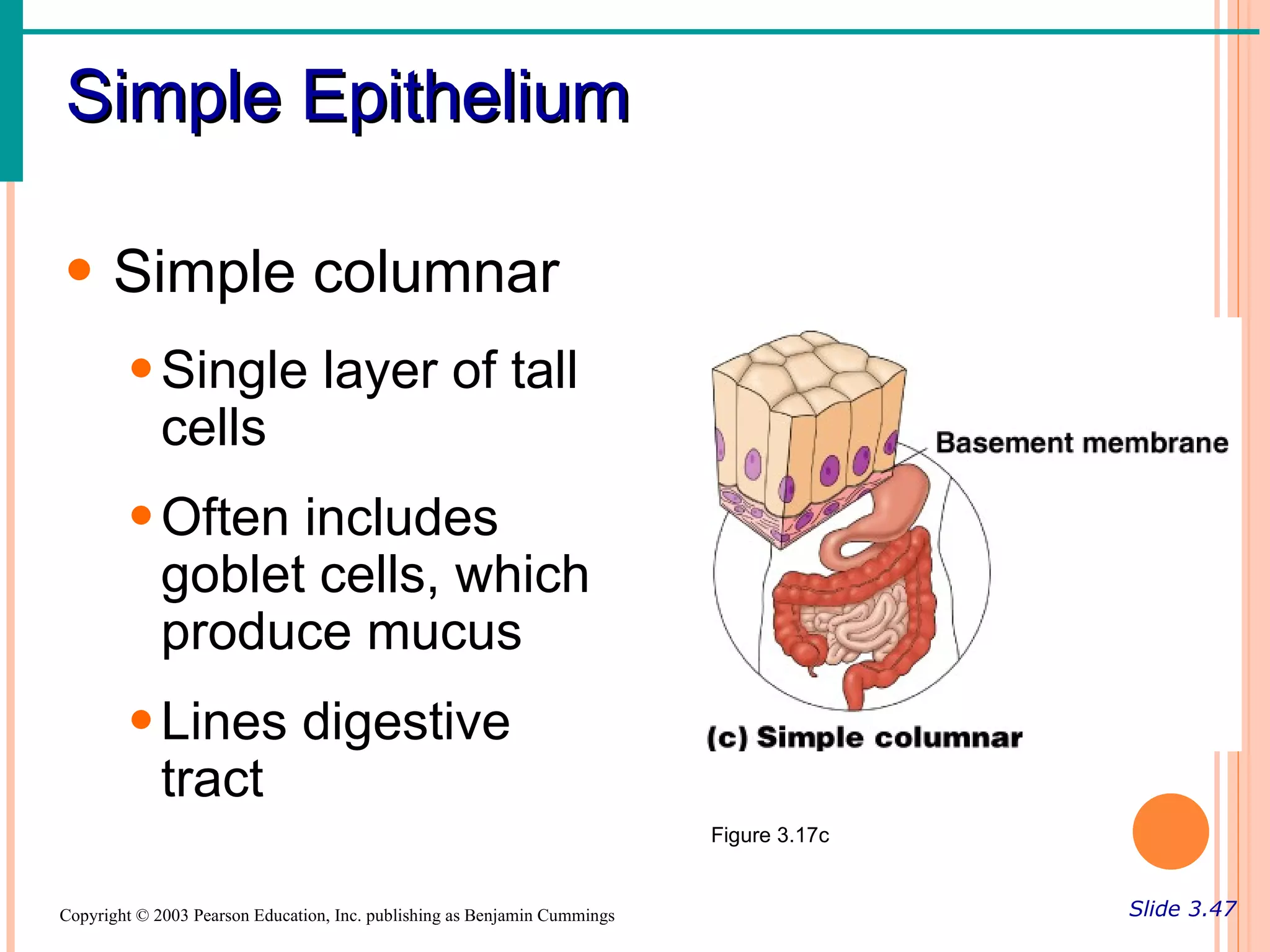 Simple Epithelium

• Simple columnar
        • Single layer of tall
          cells
        • Often includes
          goblet cells, which
          produce mucus
        • Lines digestive
          tract
                                                                           Figure 3.17c


Copyright © 2003 Pearson Education, Inc. publishing as Benjamin Cummings                  Slide 3.47
 