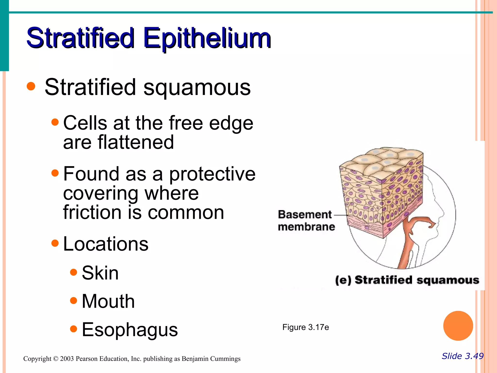 Stratified Epithelium
• Stratified squamous
        • Cells at the free edge
          are flattened
        • Found as a protective
          covering where
          friction is common
        • Locations
           • Skin
           • Mouth
           • Esophagus                                                     Figure 3.17e


Copyright © 2003 Pearson Education, Inc. publishing as Benjamin Cummings                  Slide 3.49
 