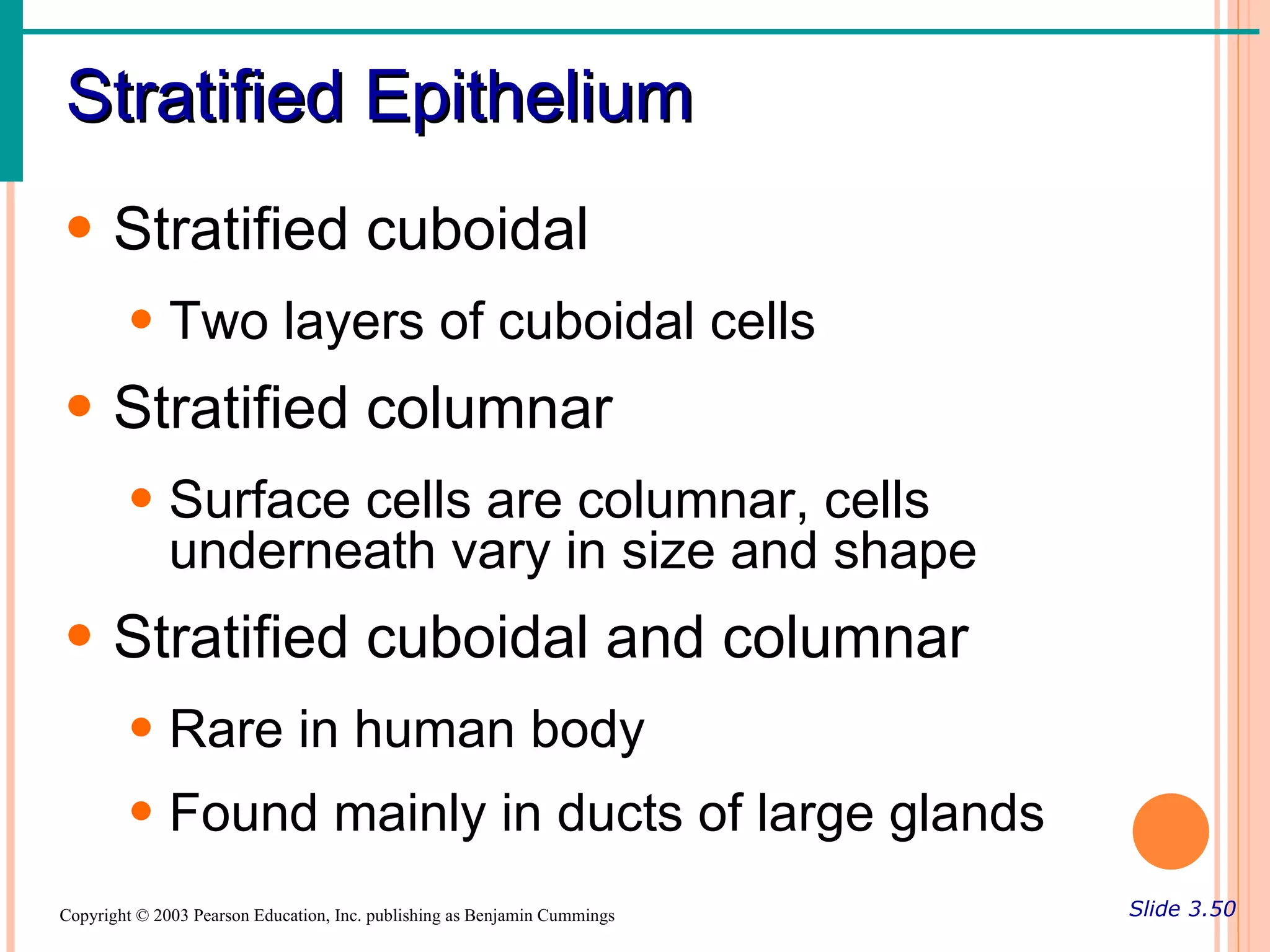 Stratified Epithelium
• Stratified cuboidal
        • Two layers of cuboidal cells
• Stratified columnar
        • Surface cells are columnar, cells
          underneath vary in size and shape
• Stratified cuboidal and columnar
        • Rare in human body
        • Found mainly in ducts of large glands
Copyright © 2003 Pearson Education, Inc. publishing as Benjamin Cummings   Slide 3.50
 