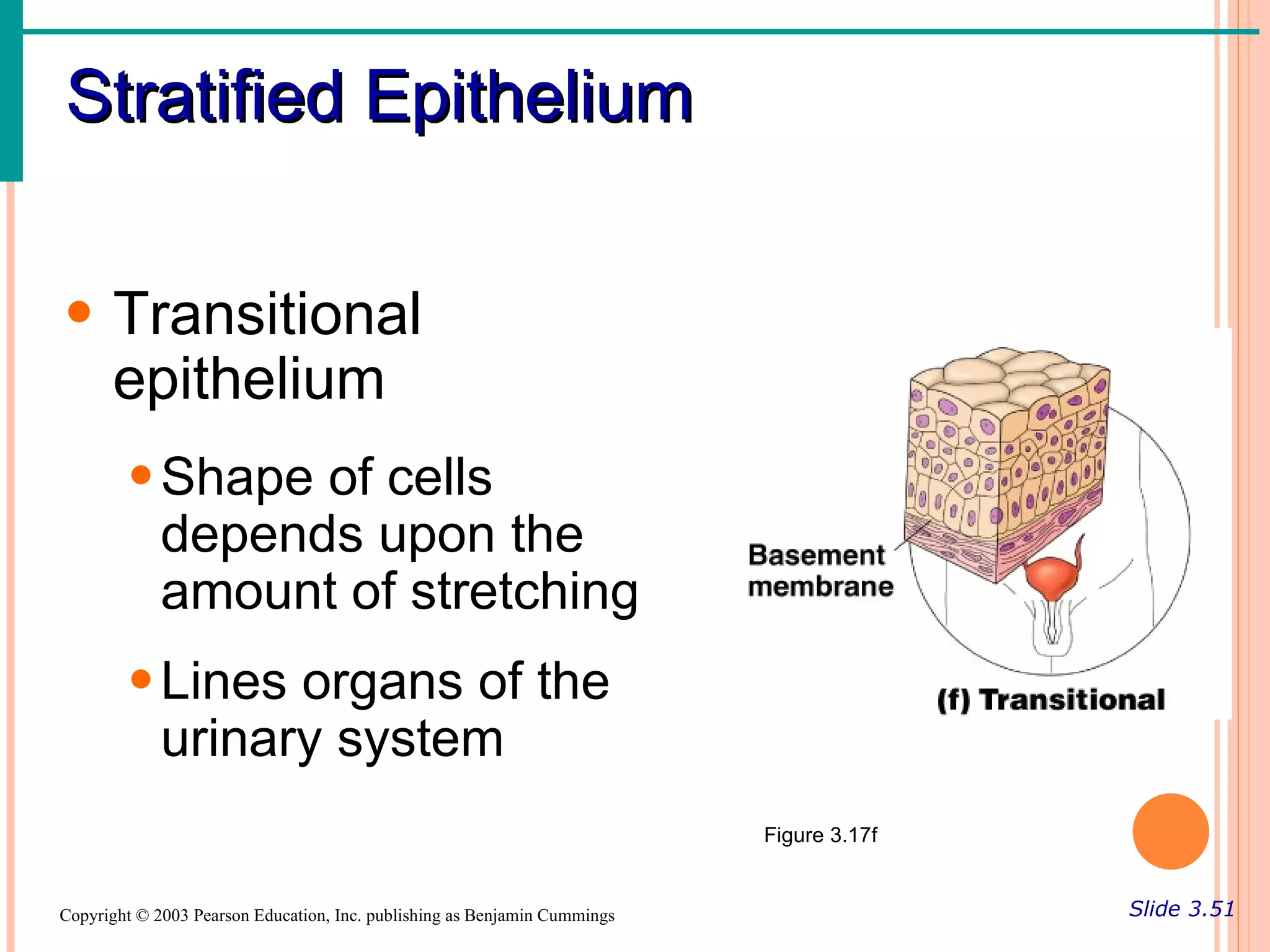 Stratified Epithelium

• Transitional
  epithelium
        • Shape of cells
          depends upon the
          amount of stretching
        • Lines organs of the
          urinary system
                                                                           Figure 3.17f


Copyright © 2003 Pearson Education, Inc. publishing as Benjamin Cummings                  Slide 3.51
 