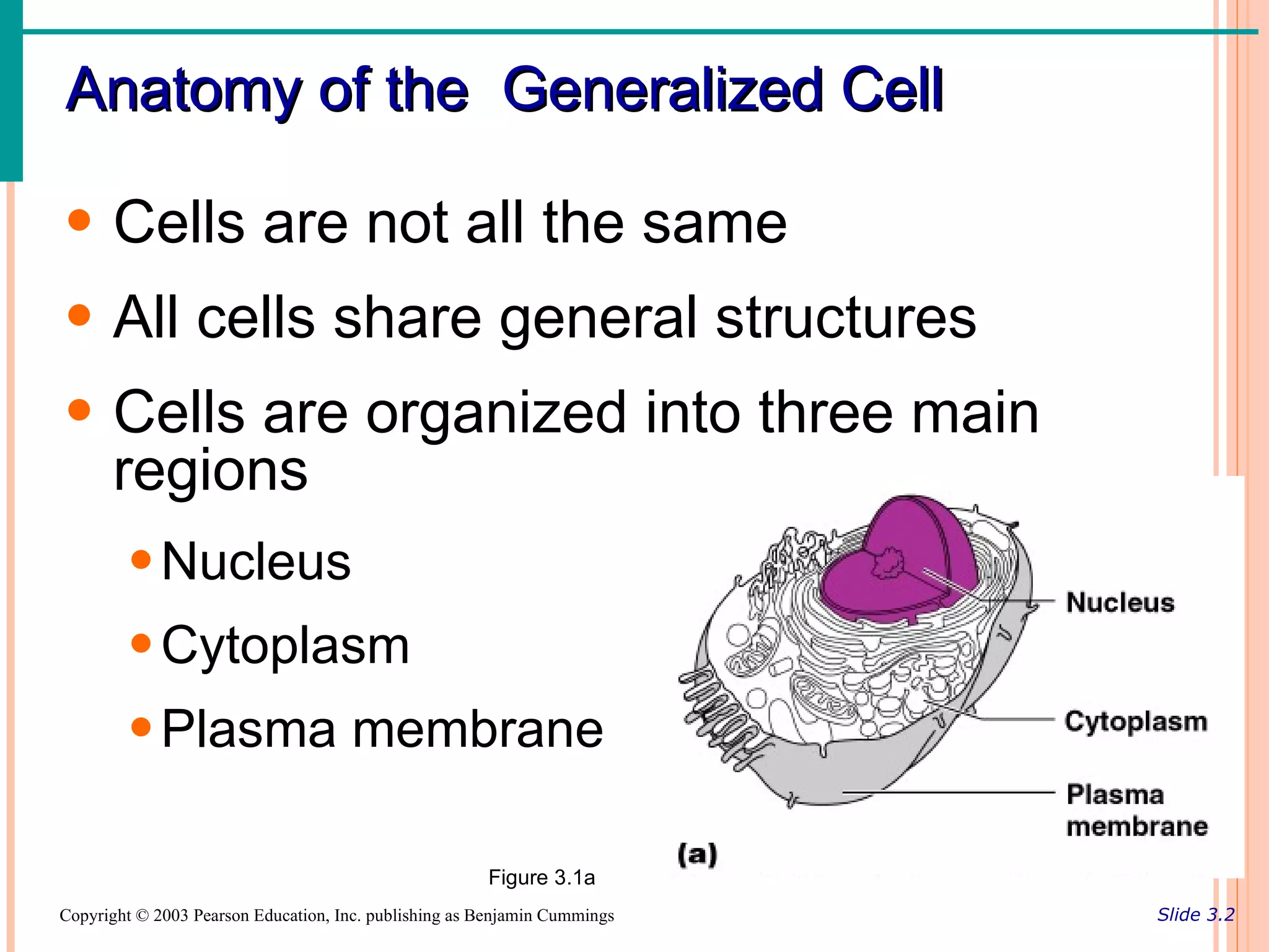 Anatomy of the Generalized Cell

• Cells are not all the same
• All cells share general structures
• Cells are organized into three main
  regions
        • Nucleus
        • Cytoplasm
        • Plasma membrane

                                                       Figure 3.1a
Copyright © 2003 Pearson Education, Inc. publishing as Benjamin Cummings   Slide 3.2
 