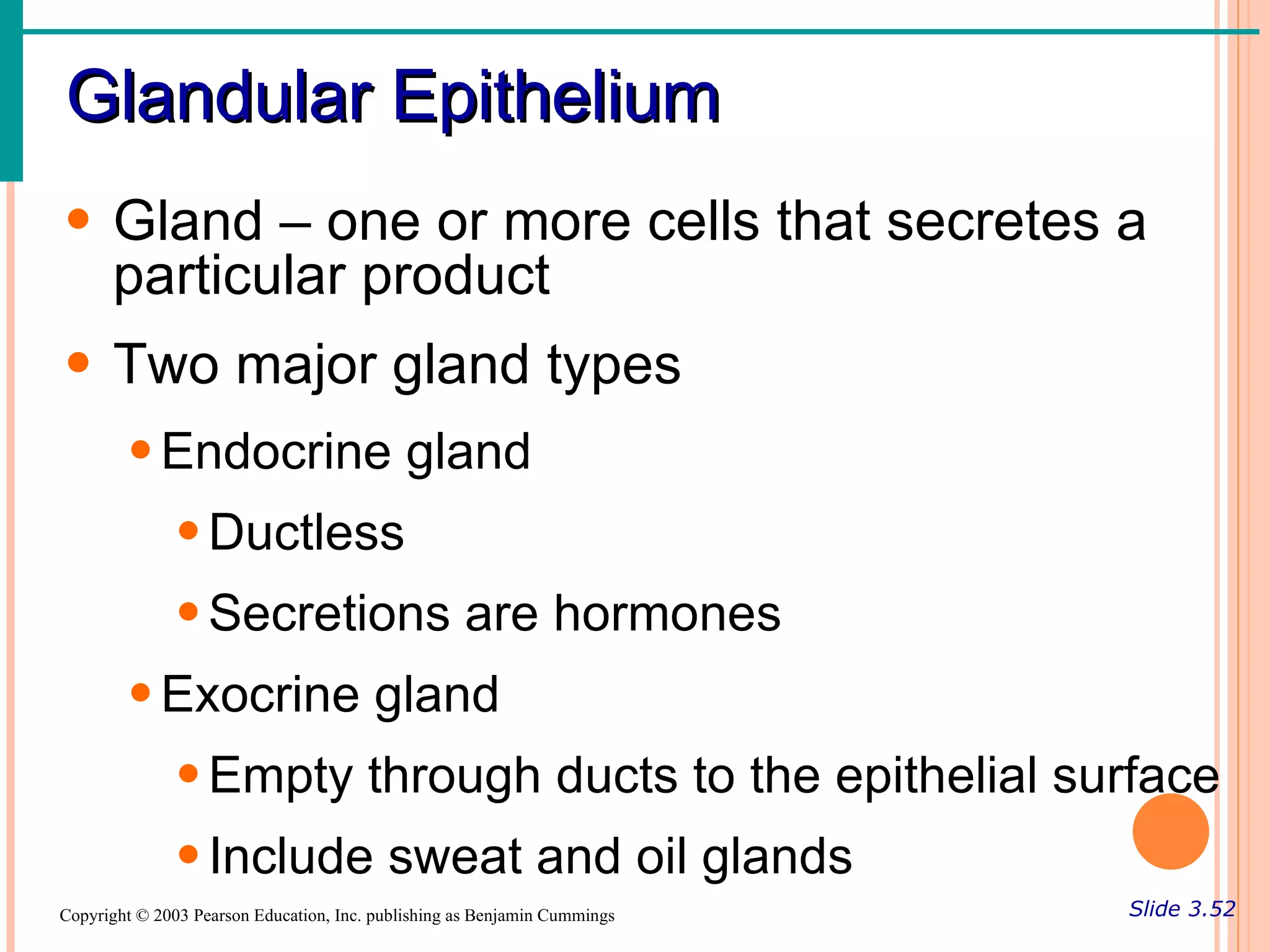 Glandular Epithelium
• Gland – one or more cells that secretes a
  particular product
• Two major gland types
        • Endocrine gland
               • Ductless
               • Secretions are hormones
        • Exocrine gland
               • Empty through ducts to the epithelial surface
               • Include sweat and oil glands
Copyright © 2003 Pearson Education, Inc. publishing as Benjamin Cummings   Slide 3.52
 