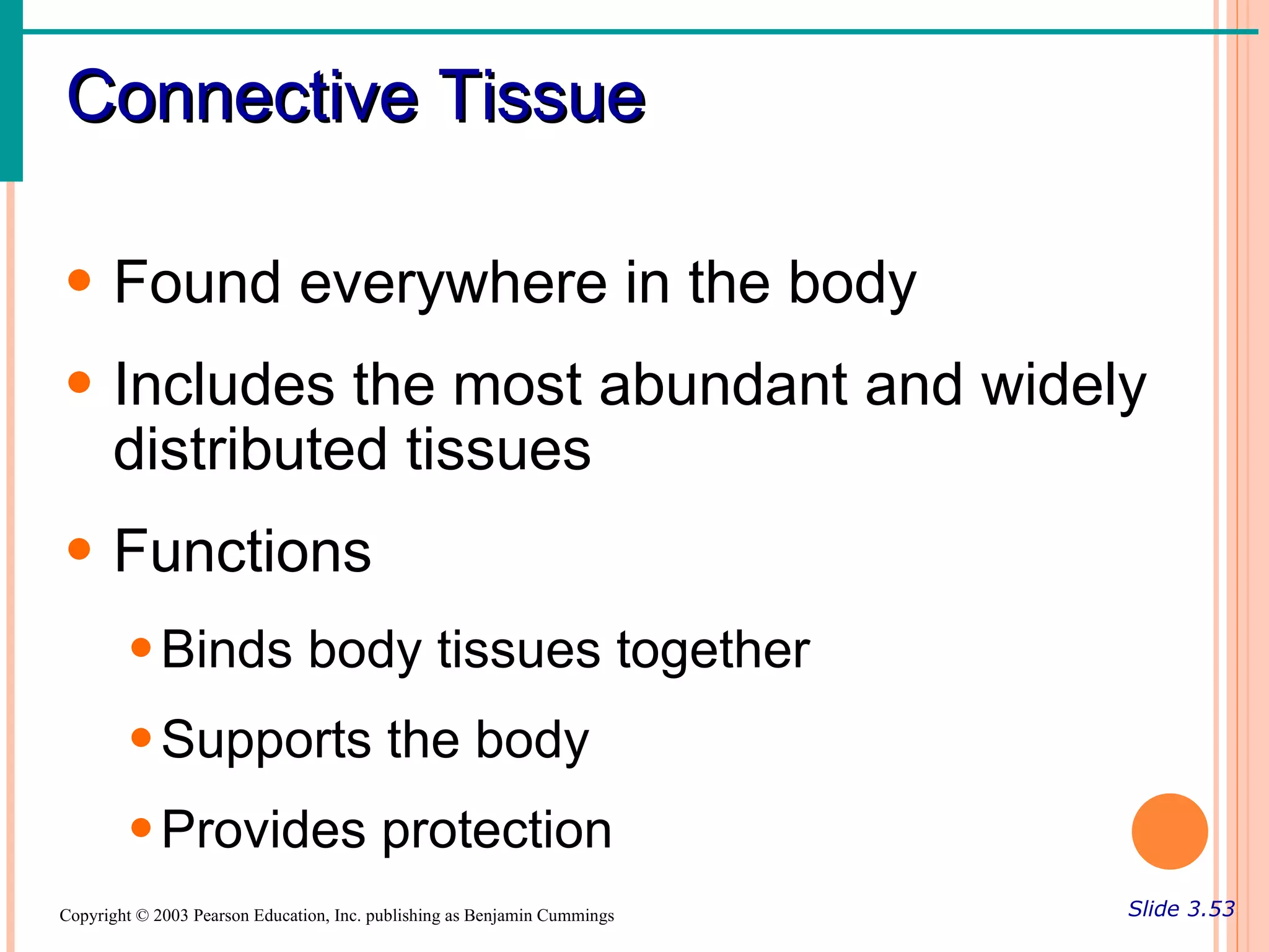 Connective Tissue

• Found everywhere in the body
• Includes the most abundant and widely
  distributed tissues
• Functions
        • Binds body tissues together
        • Supports the body
        • Provides protection
Copyright © 2003 Pearson Education, Inc. publishing as Benjamin Cummings   Slide 3.53
 