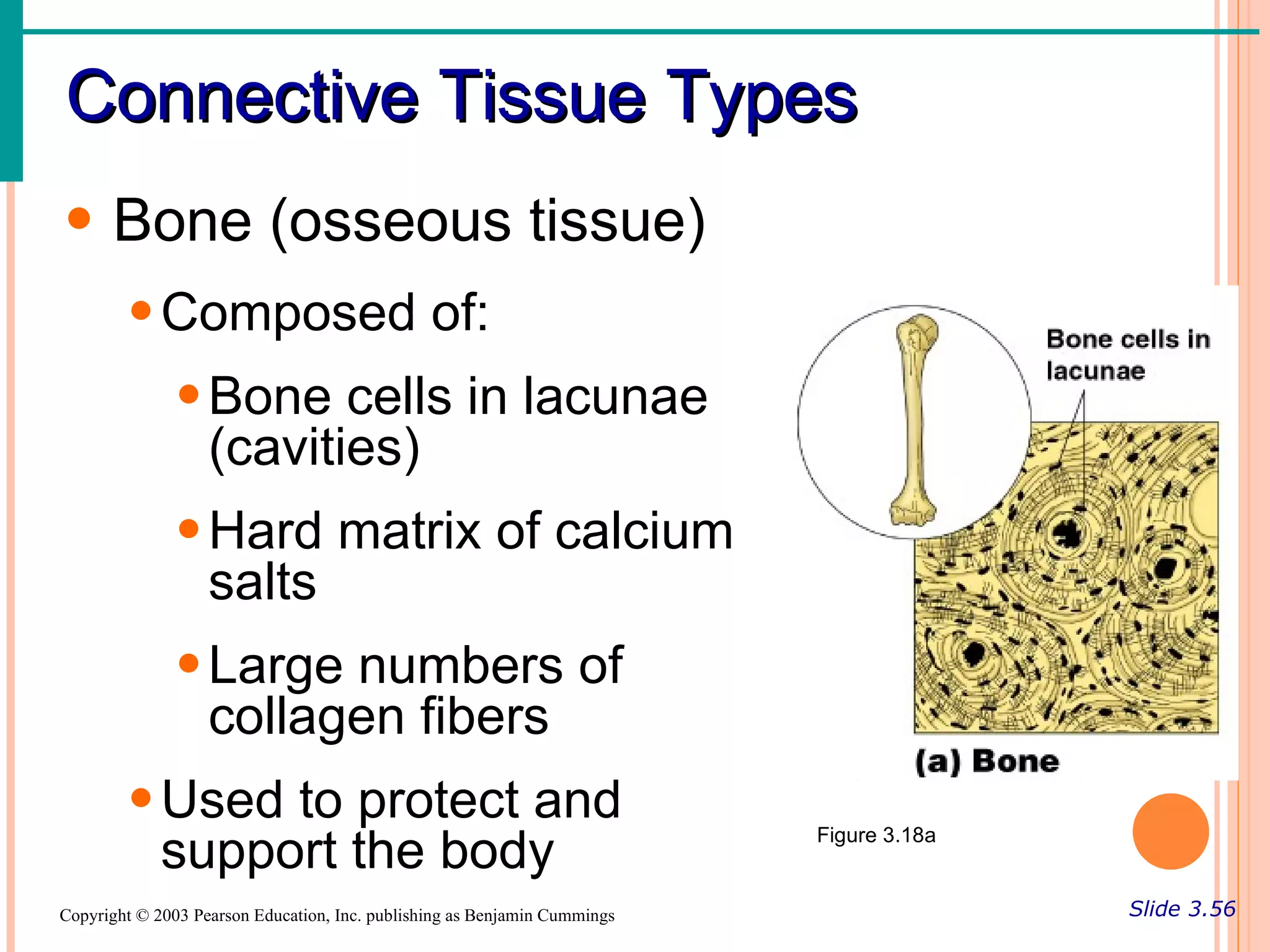 Connective Tissue Types
• Bone (osseous tissue)
        • Composed of:
               • Bone cells in lacunae
                 (cavities)
               • Hard matrix of calcium
                 salts
               • Large numbers of
                 collagen fibers
        • Used to protect and
          support the body                                                 Figure 3.18a


Copyright © 2003 Pearson Education, Inc. publishing as Benjamin Cummings                  Slide 3.56
 