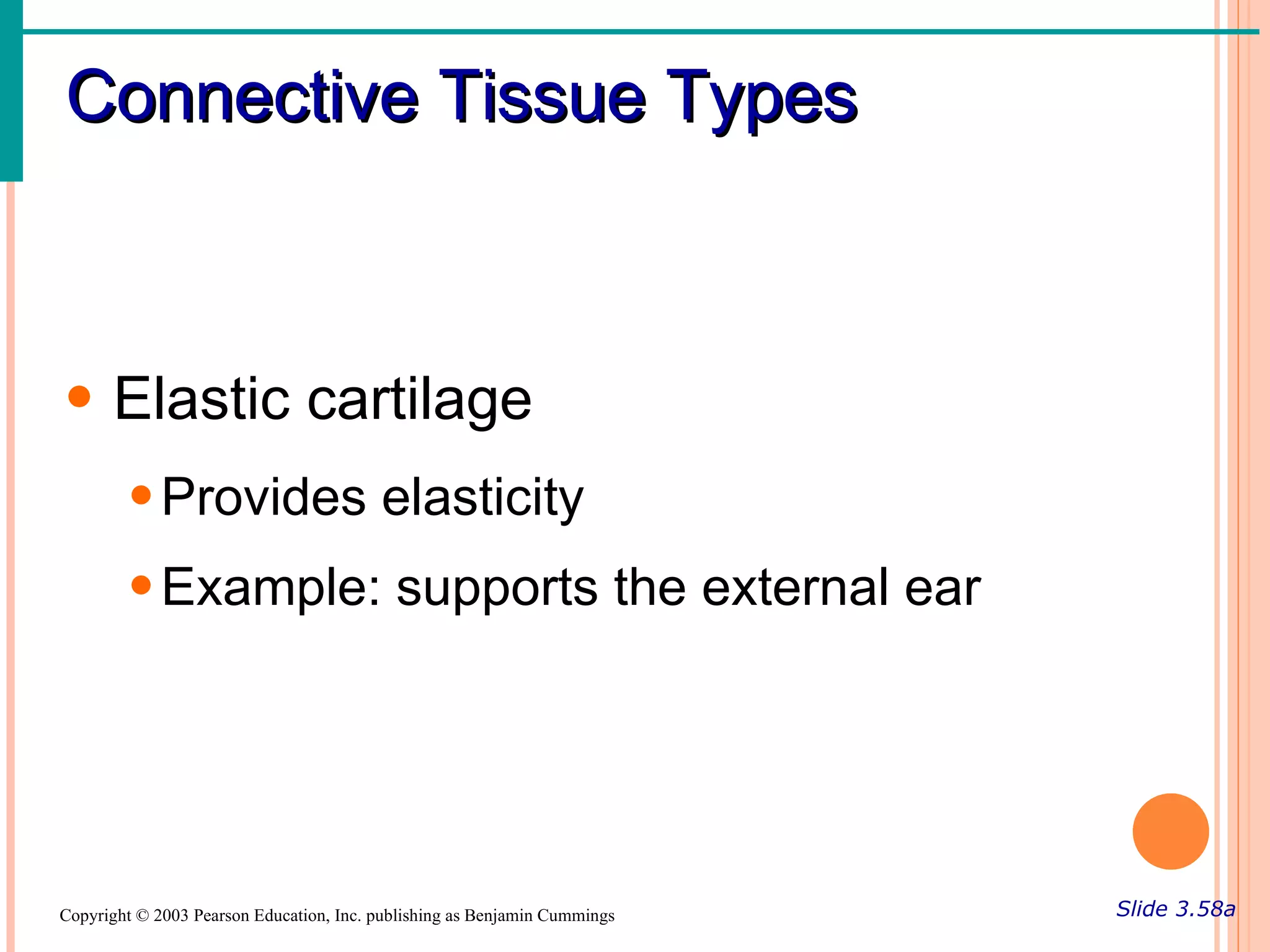 Connective Tissue Types



• Elastic cartilage
        • Provides elasticity
        • Example: supports the external ear




Copyright © 2003 Pearson Education, Inc. publishing as Benjamin Cummings   Slide 3.58a
 