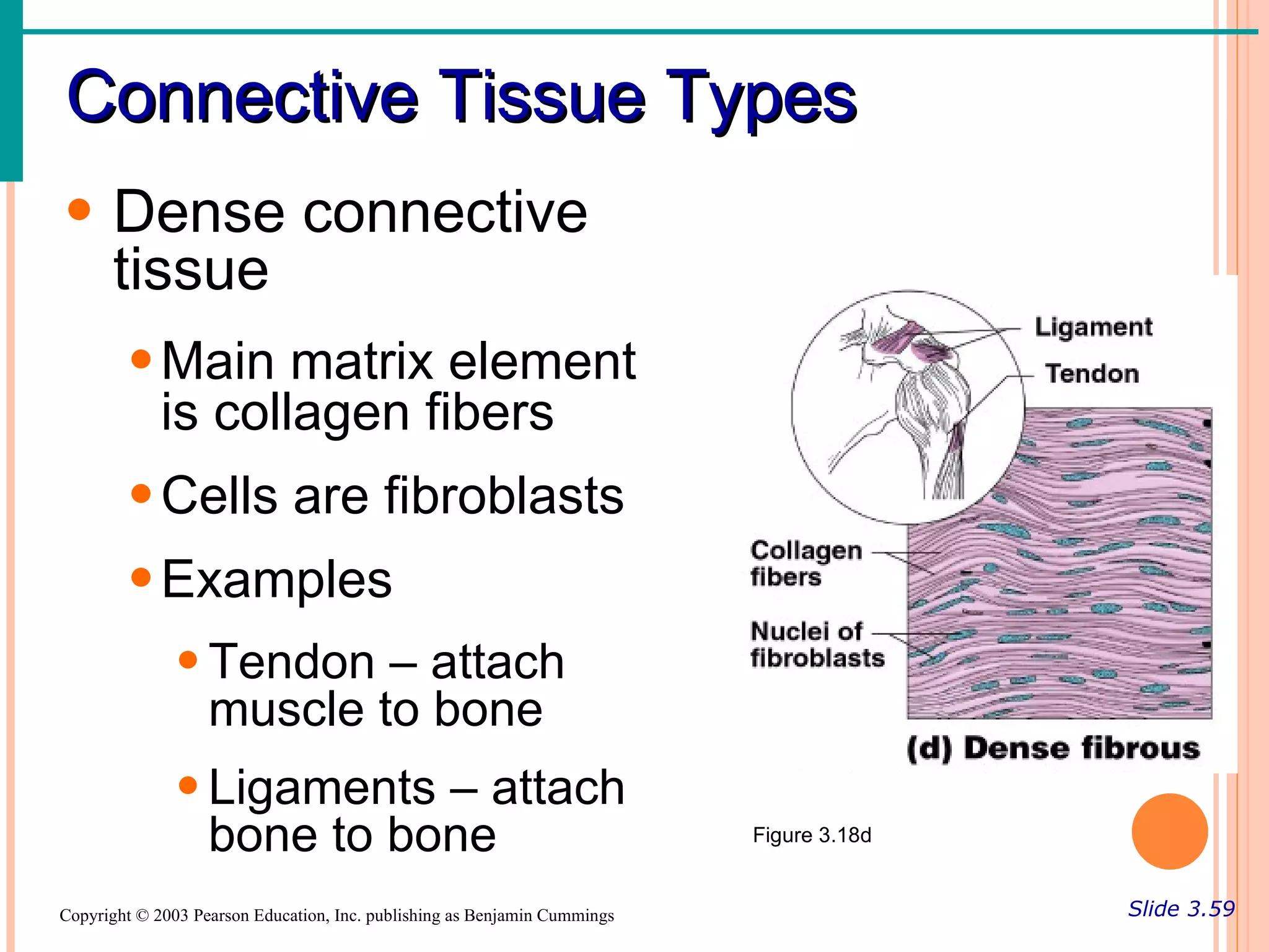 Connective Tissue Types
• Dense connective
  tissue
        • Main matrix element
          is collagen fibers
        • Cells are fibroblasts
        • Examples
               • Tendon – attach
                 muscle to bone
               • Ligaments – attach
                 bone to bone                                              Figure 3.18d


Copyright © 2003 Pearson Education, Inc. publishing as Benjamin Cummings                  Slide 3.59
 