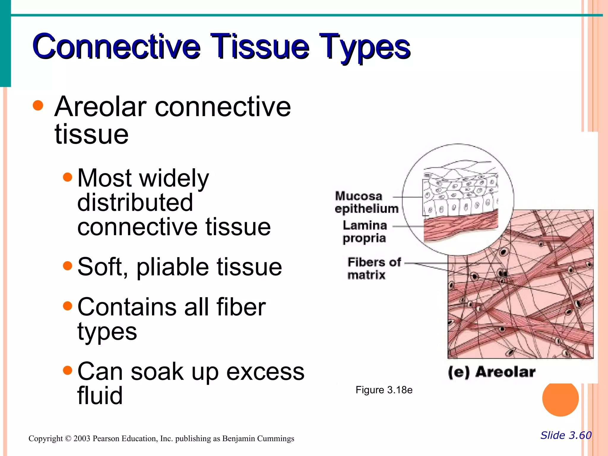Connective Tissue Types
• Areolar connective
  tissue
        • Most widely
          distributed
          connective tissue
        • Soft, pliable tissue
        • Contains all fiber
          types
        • Can soak up excess
          fluid                                                            Figure 3.18e



Copyright © 2003 Pearson Education, Inc. publishing as Benjamin Cummings                  Slide 3.60
 