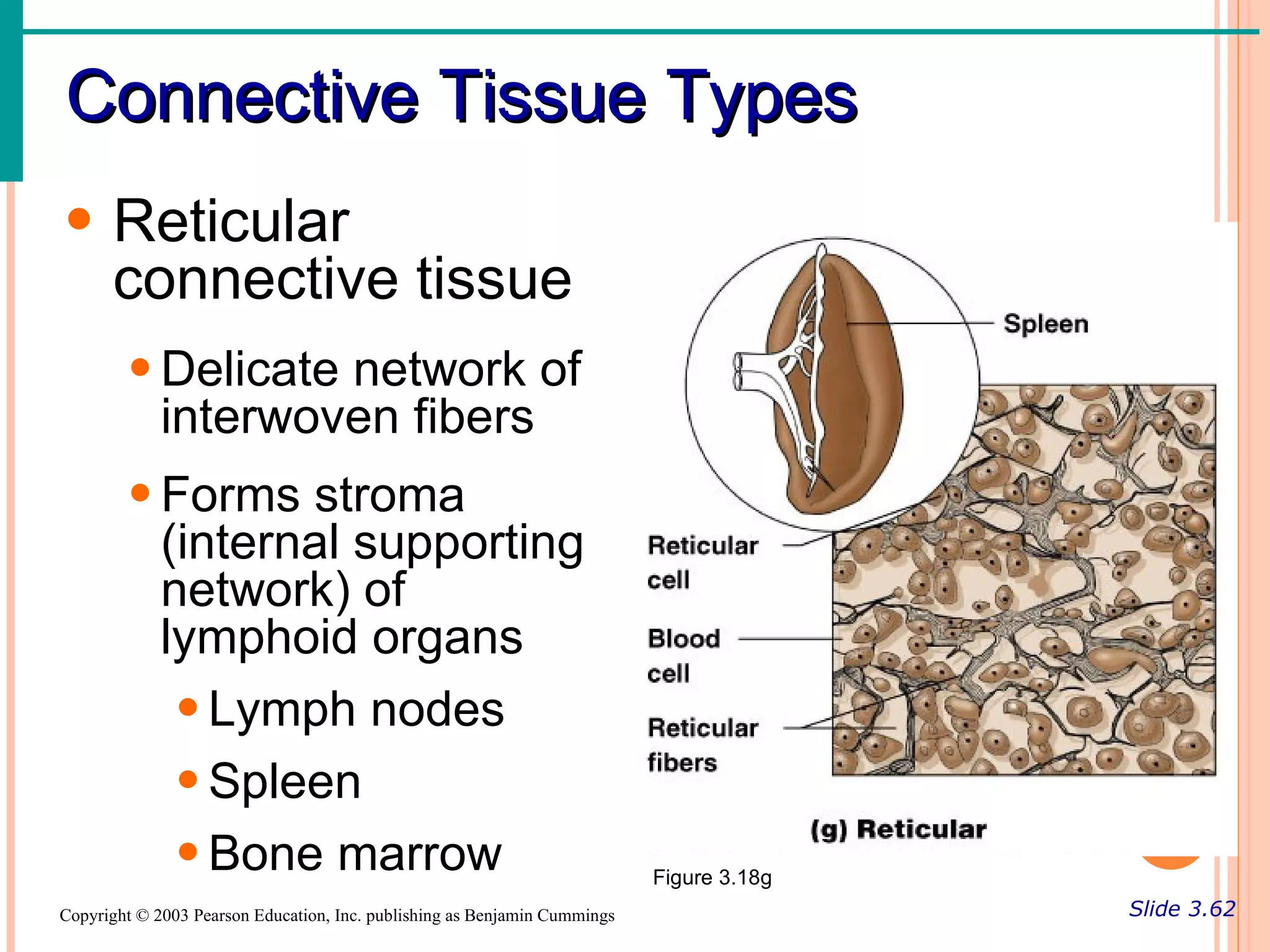 Connective Tissue Types
• Reticular
  connective tissue
        • Delicate network of
          interwoven fibers
        • Forms stroma
          (internal supporting
          network) of
          lymphoid organs
           • Lymph nodes
           • Spleen
           • Bone marrow                                                   Figure 3.18g
Copyright © 2003 Pearson Education, Inc. publishing as Benjamin Cummings                  Slide 3.62
 