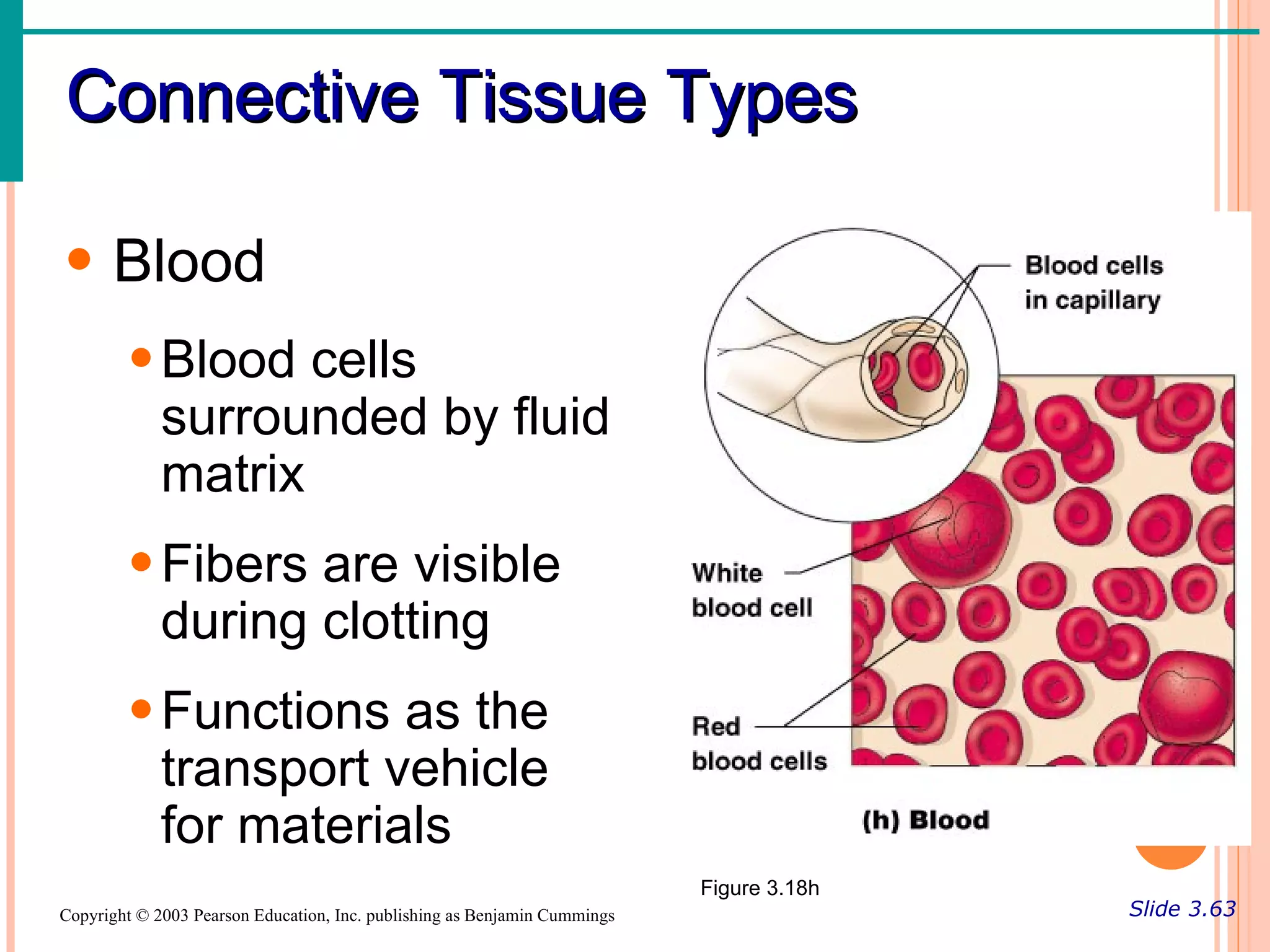 Connective Tissue Types

• Blood
        • Blood cells
          surrounded by fluid
          matrix
        • Fibers are visible
          during clotting
        • Functions as the
          transport vehicle
          for materials
                                                                           Figure 3.18h
Copyright © 2003 Pearson Education, Inc. publishing as Benjamin Cummings                  Slide 3.63
 