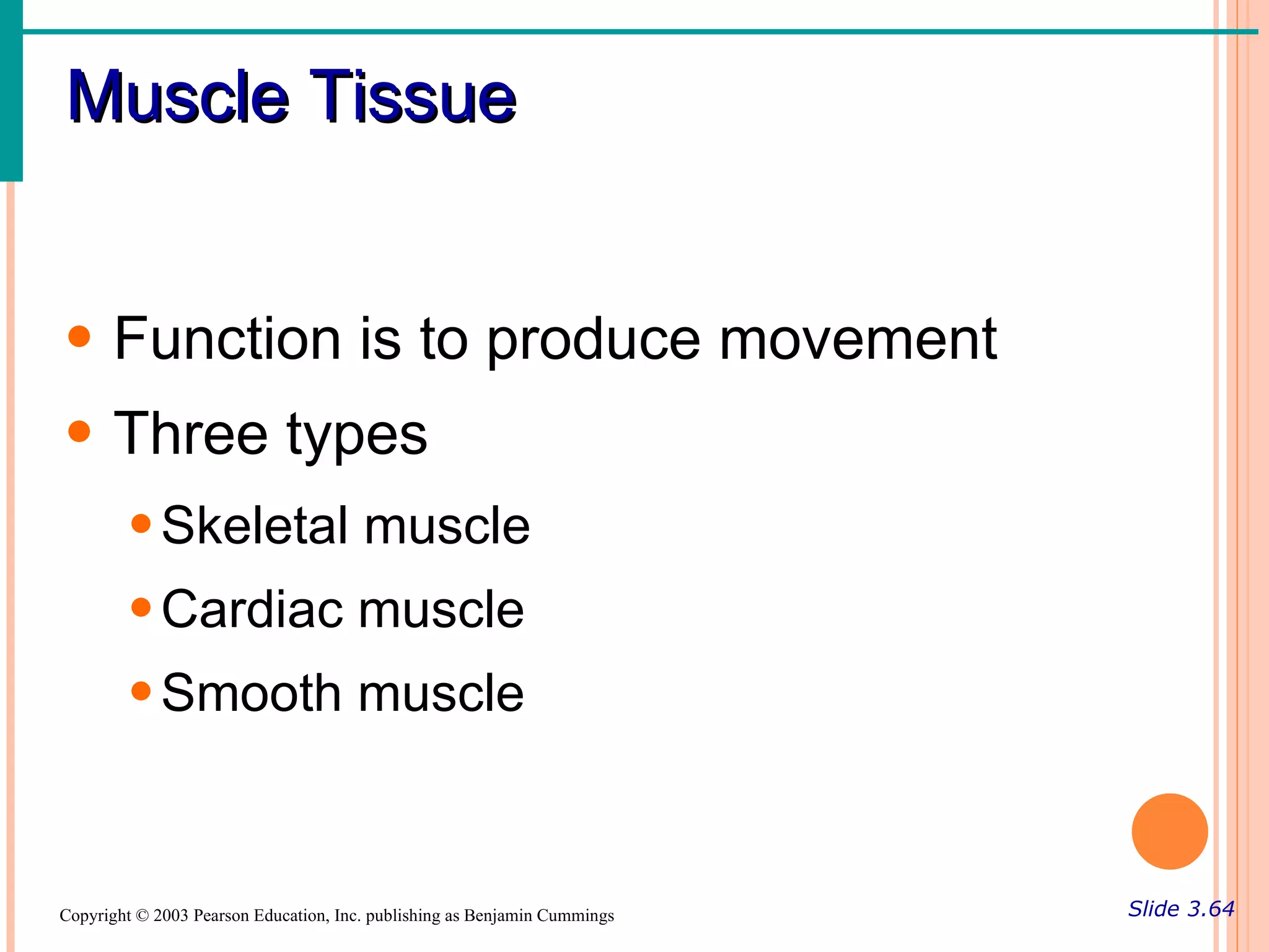 Muscle Tissue


• Function is to produce movement
• Three types
        • Skeletal muscle
        • Cardiac muscle
        • Smooth muscle



Copyright © 2003 Pearson Education, Inc. publishing as Benjamin Cummings   Slide 3.64
 