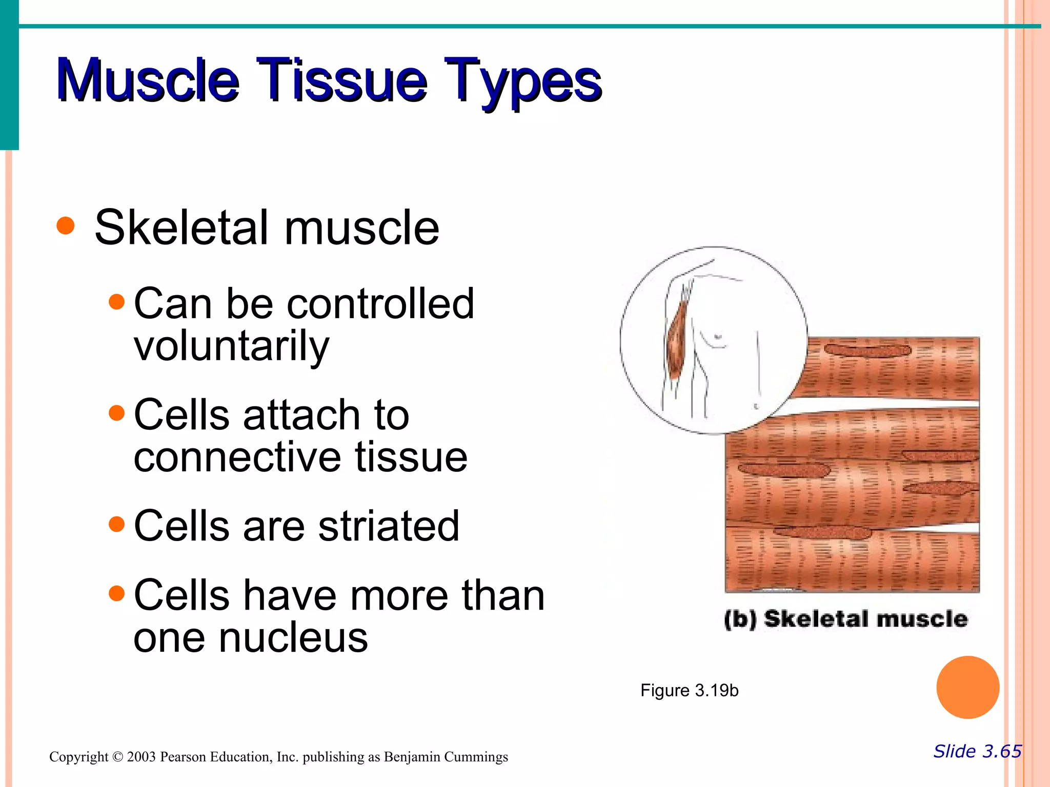 Muscle Tissue Types

• Skeletal muscle
        • Can be controlled
          voluntarily
        • Cells attach to
          connective tissue
        • Cells are striated
        • Cells have more than
          one nucleus
                                                                           Figure 3.19b


Copyright © 2003 Pearson Education, Inc. publishing as Benjamin Cummings                  Slide 3.65
 