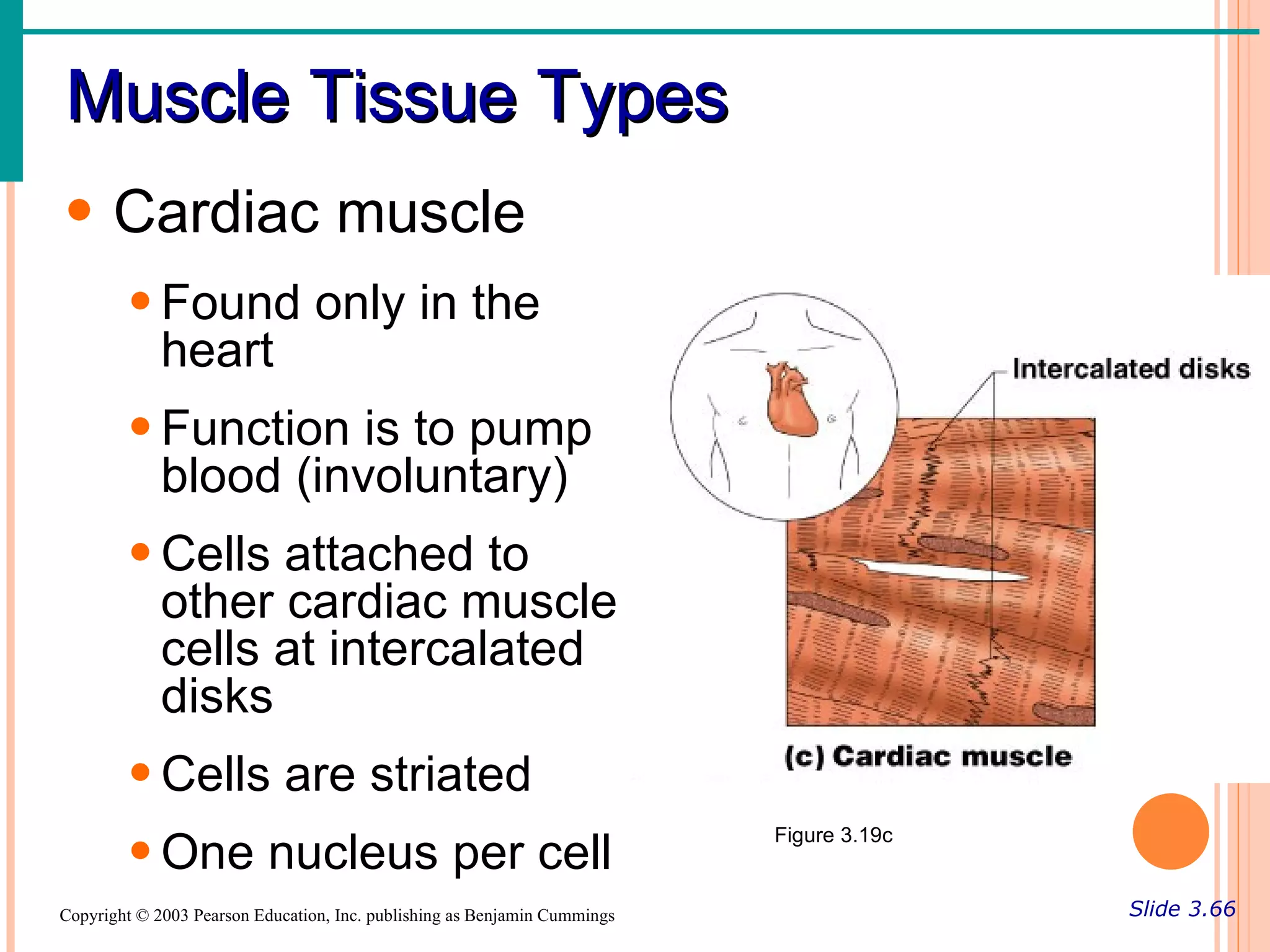 Muscle Tissue Types
• Cardiac muscle
        • Found only in the
          heart
        • Function is to pump
          blood (involuntary)
        • Cells attached to
          other cardiac muscle
          cells at intercalated
          disks
        • Cells are striated
        • One nucleus per cell                                             Figure 3.19c


Copyright © 2003 Pearson Education, Inc. publishing as Benjamin Cummings                  Slide 3.66
 