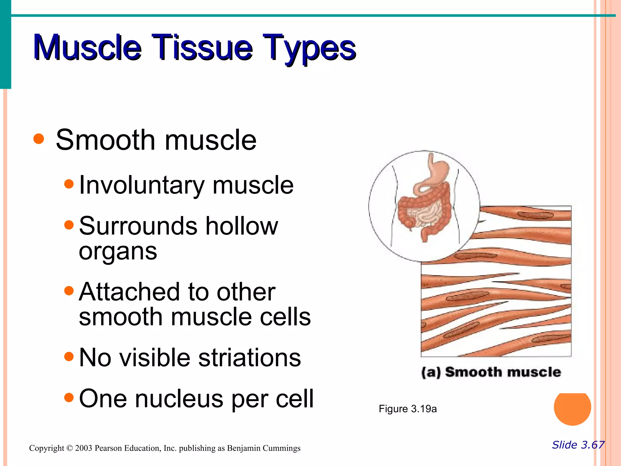 Muscle Tissue Types

• Smooth muscle
        • Involuntary muscle
        • Surrounds hollow
          organs
        • Attached to other
          smooth muscle cells
        • No visible striations
        • One nucleus per cell                                             Figure 3.19a


Copyright © 2003 Pearson Education, Inc. publishing as Benjamin Cummings                  Slide 3.67
 