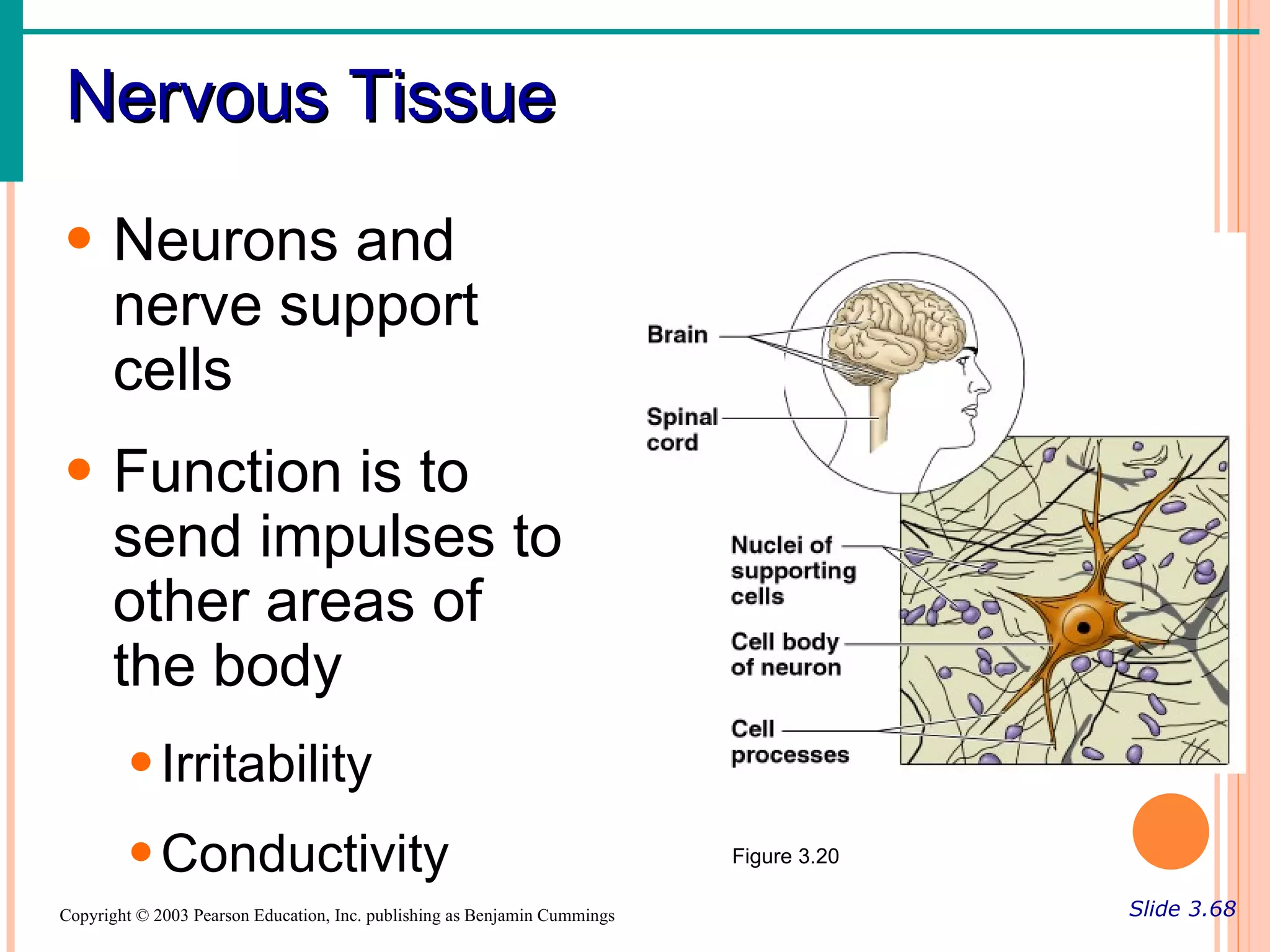 Nervous Tissue
• Neurons and
  nerve support
  cells
• Function is to
  send impulses to
  other areas of
  the body
        • Irritability
        • Conductivity                                                     Figure 3.20

Copyright © 2003 Pearson Education, Inc. publishing as Benjamin Cummings                 Slide 3.68
 