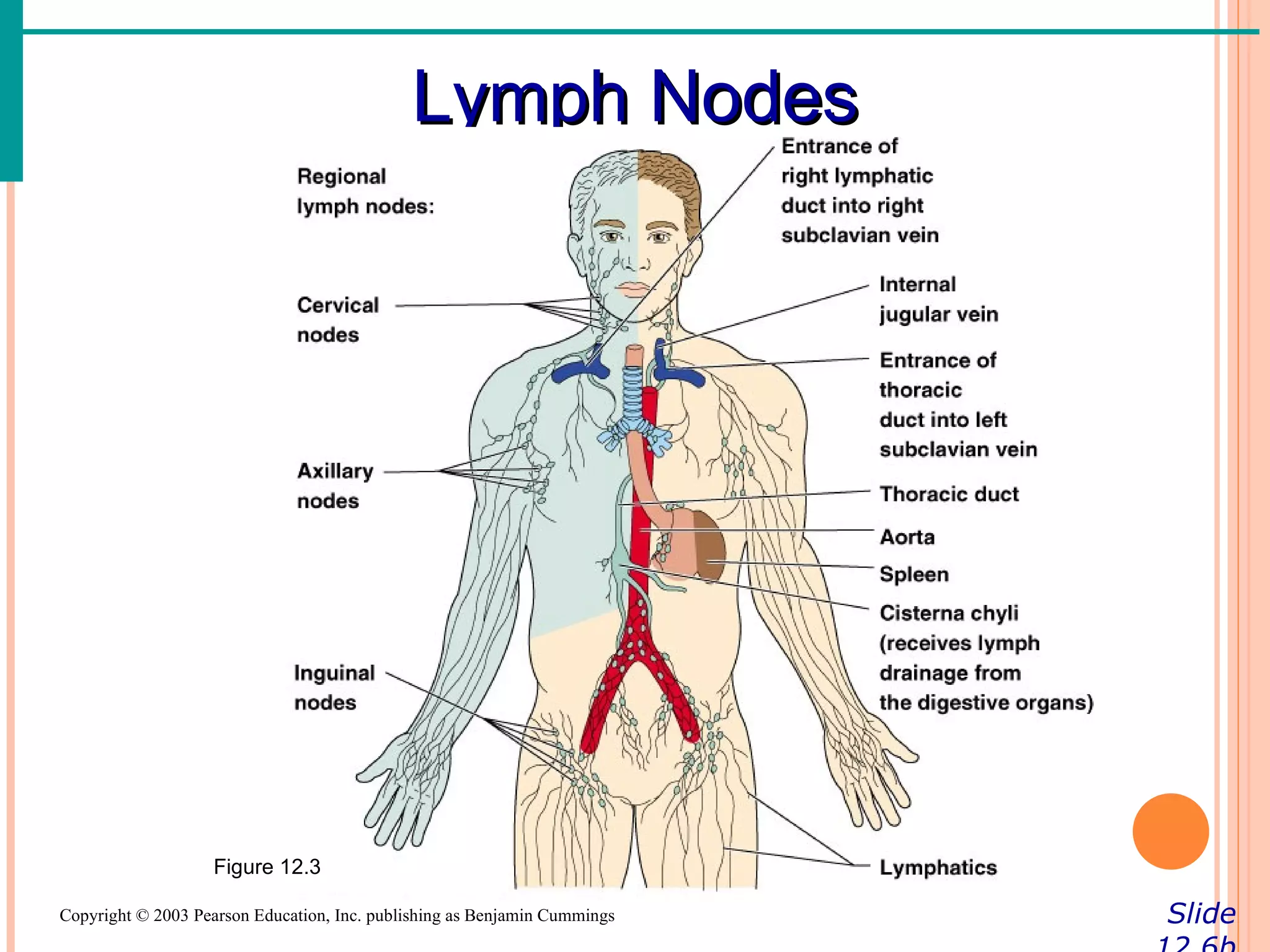 Lymph Nodes




                   Figure 12.3

Copyright © 2003 Pearson Education, Inc. publishing as Benjamin Cummings   Slide
 