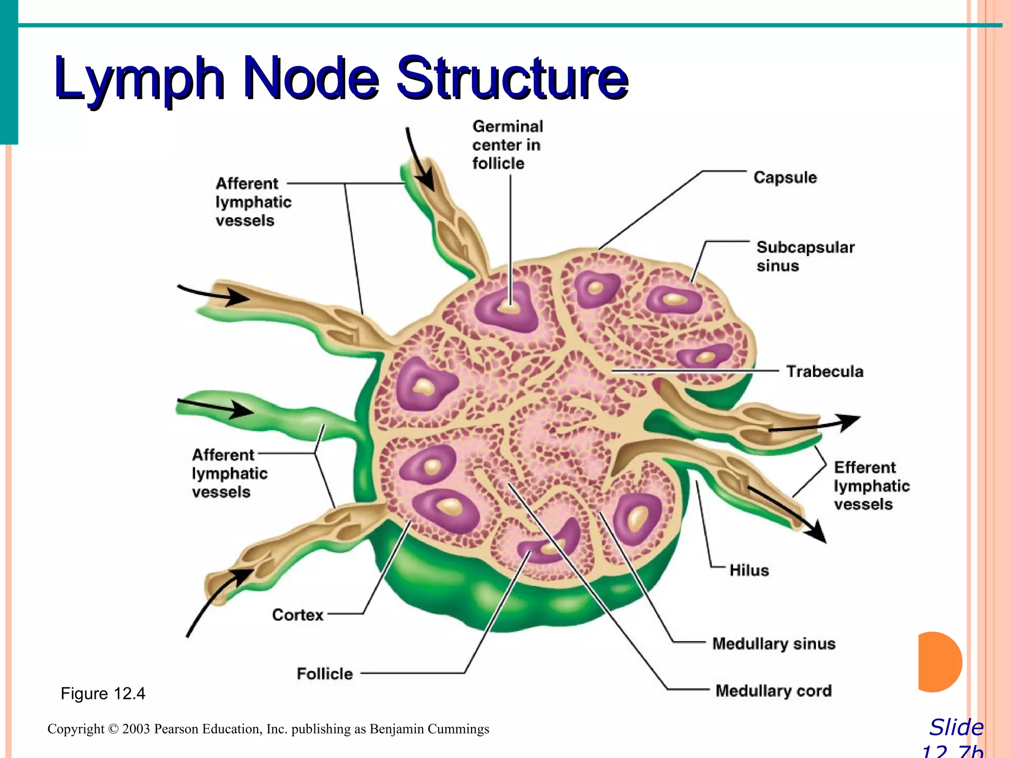 Lymph Node Structure




  Figure 12.4

Copyright © 2003 Pearson Education, Inc. publishing as Benjamin Cummings   Slide
 