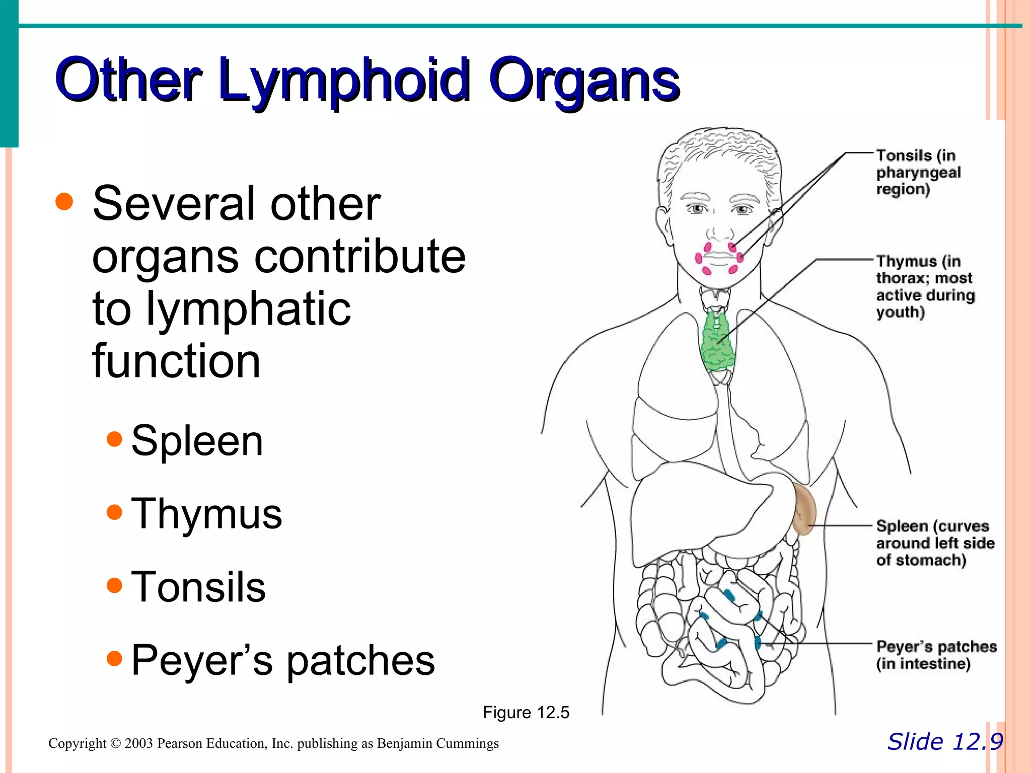 Other Lymphoid Organs

• Several other
  organs contribute
  to lymphatic
  function
        • Spleen
        • Thymus
        • Tonsils
        • Peyer’s patches
                                                                     Figure 12.5
Copyright © 2003 Pearson Education, Inc. publishing as Benjamin Cummings           Slide 12.9
 