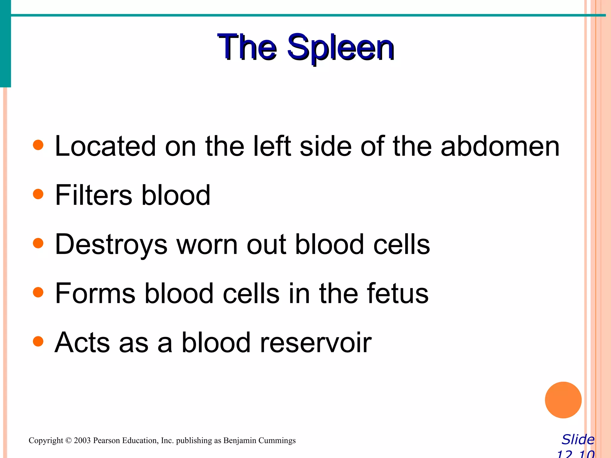The Spleen

• Located on the left side of the abdomen
• Filters blood
• Destroys worn out blood cells
• Forms blood cells in the fetus
• Acts as a blood reservoir


Copyright © 2003 Pearson Education, Inc. publishing as Benjamin Cummings   Slide
 