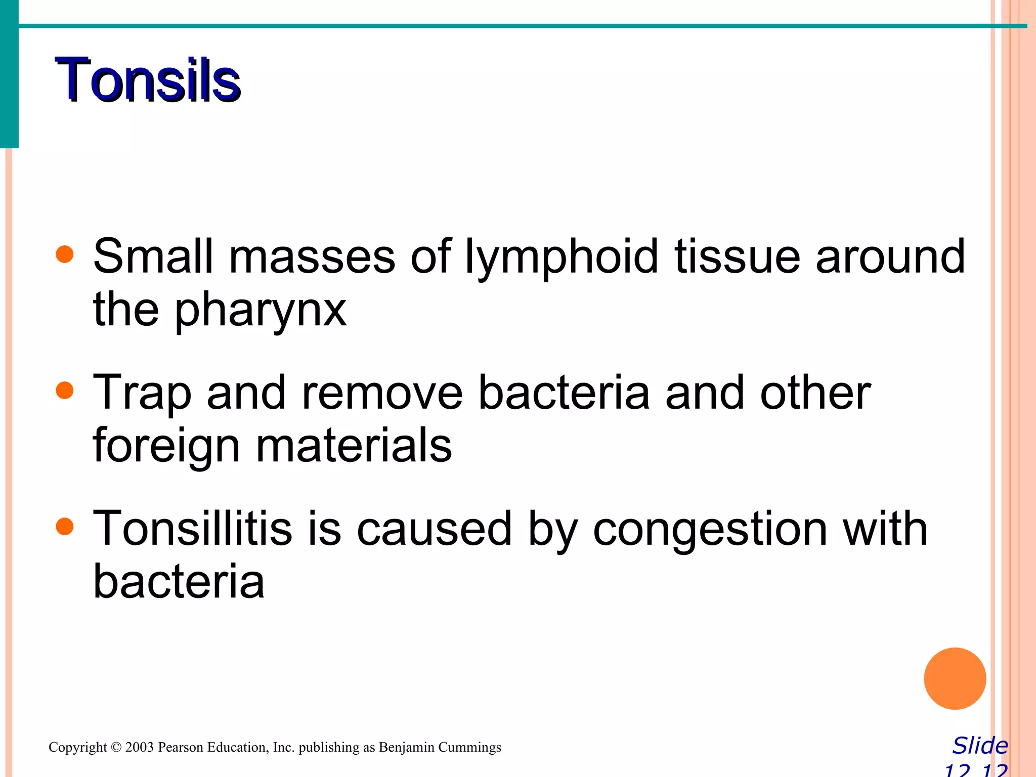 Tonsils

• Small masses of lymphoid tissue around
  the pharynx
• Trap and remove bacteria and other
  foreign materials
• Tonsillitis is caused by congestion with
  bacteria


Copyright © 2003 Pearson Education, Inc. publishing as Benjamin Cummings   Slide
 