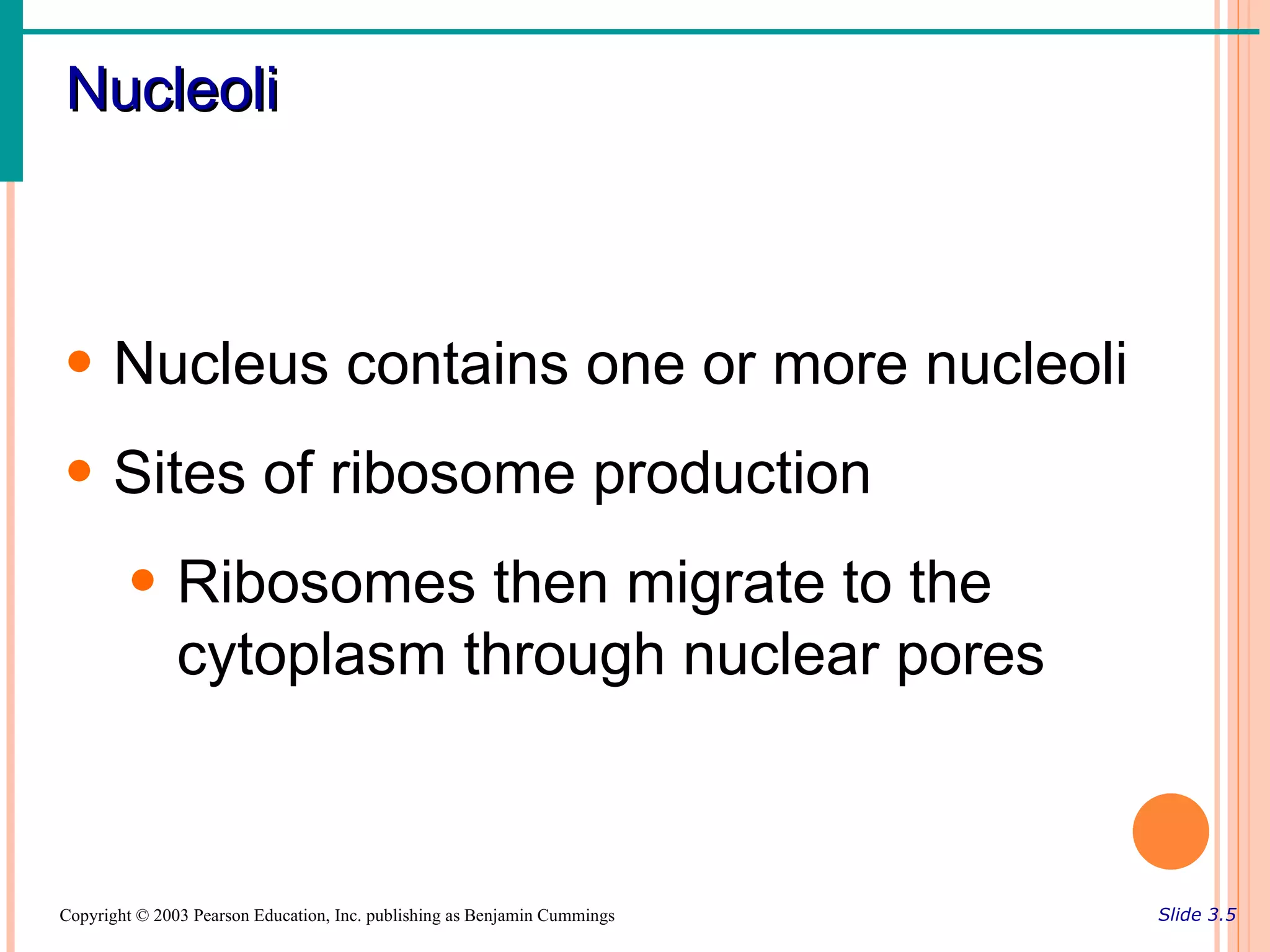 Nucleoli



• Nucleus contains one or more nucleoli
• Sites of ribosome production
        • Ribosomes then migrate to the
          cytoplasm through nuclear pores



Copyright © 2003 Pearson Education, Inc. publishing as Benjamin Cummings   Slide 3.5
 