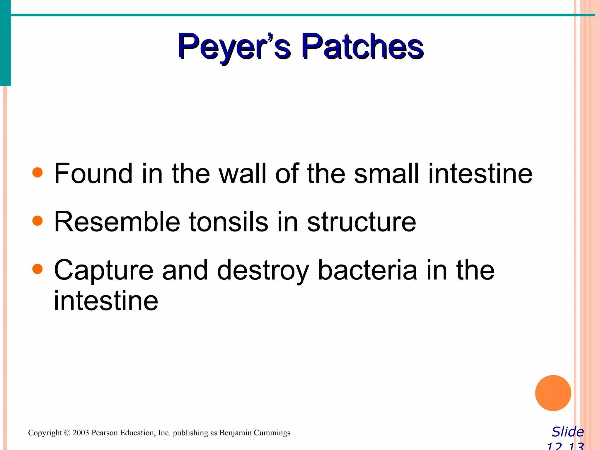 Peyer’s Patches


• Found in the wall of the small intestine
• Resemble tonsils in structure
• Capture and destroy bacteria in the
  intestine



Copyright © 2003 Pearson Education, Inc. publishing as Benjamin Cummings   Slide
 